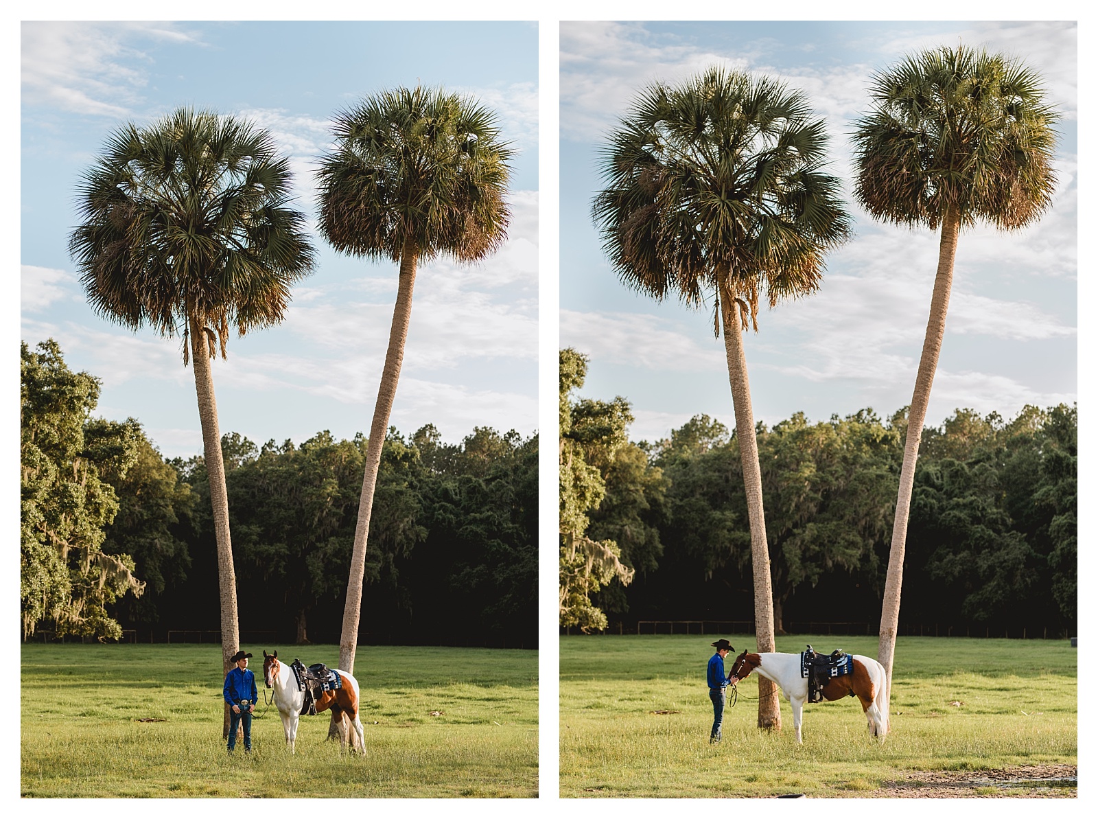Photo of a Horse with palm trees in Florida.