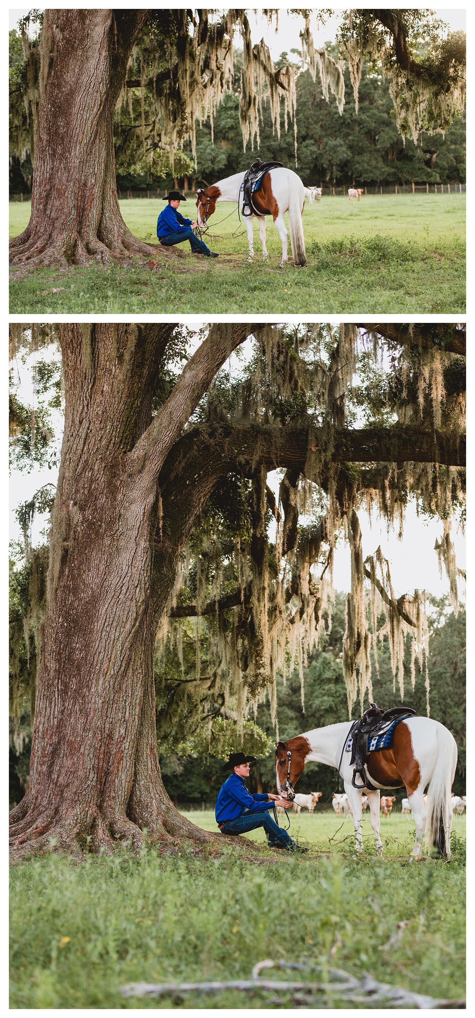 Horse photo session with oak trees.