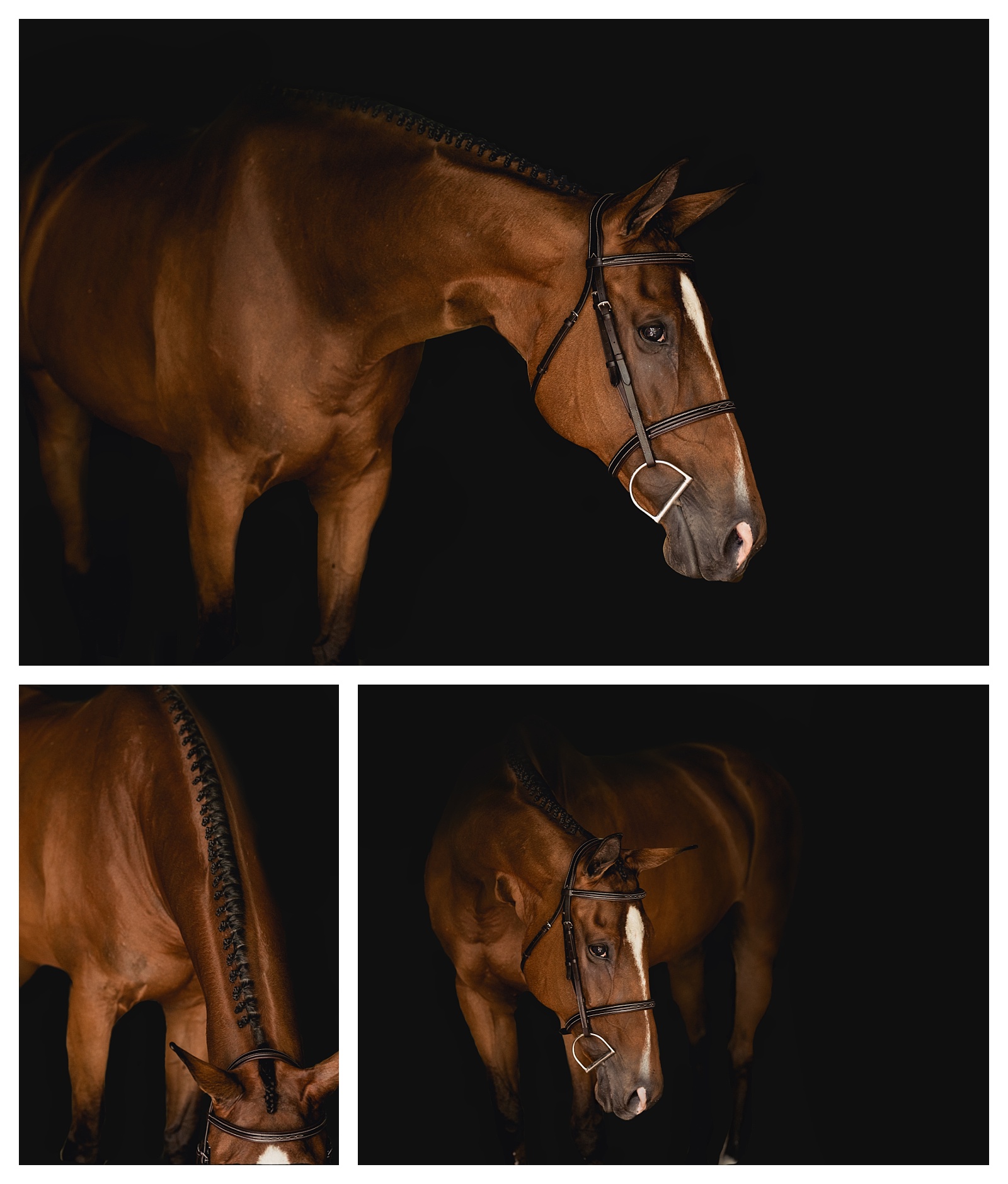 Black background horse photos by equine photographer in Florida/