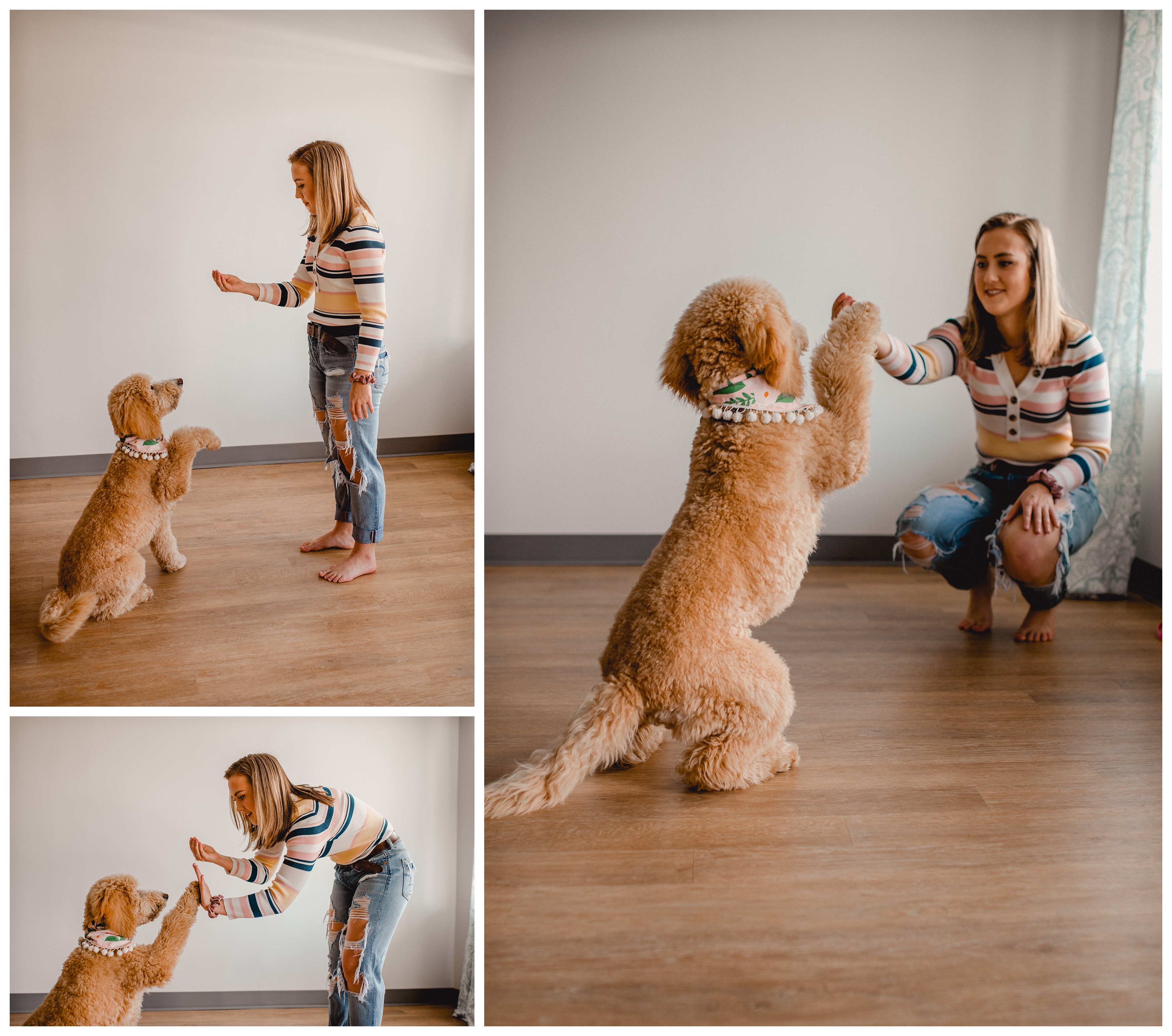 Golden doodle dog showing off her tricks during her photoshoot. Shelly Williams Photography
