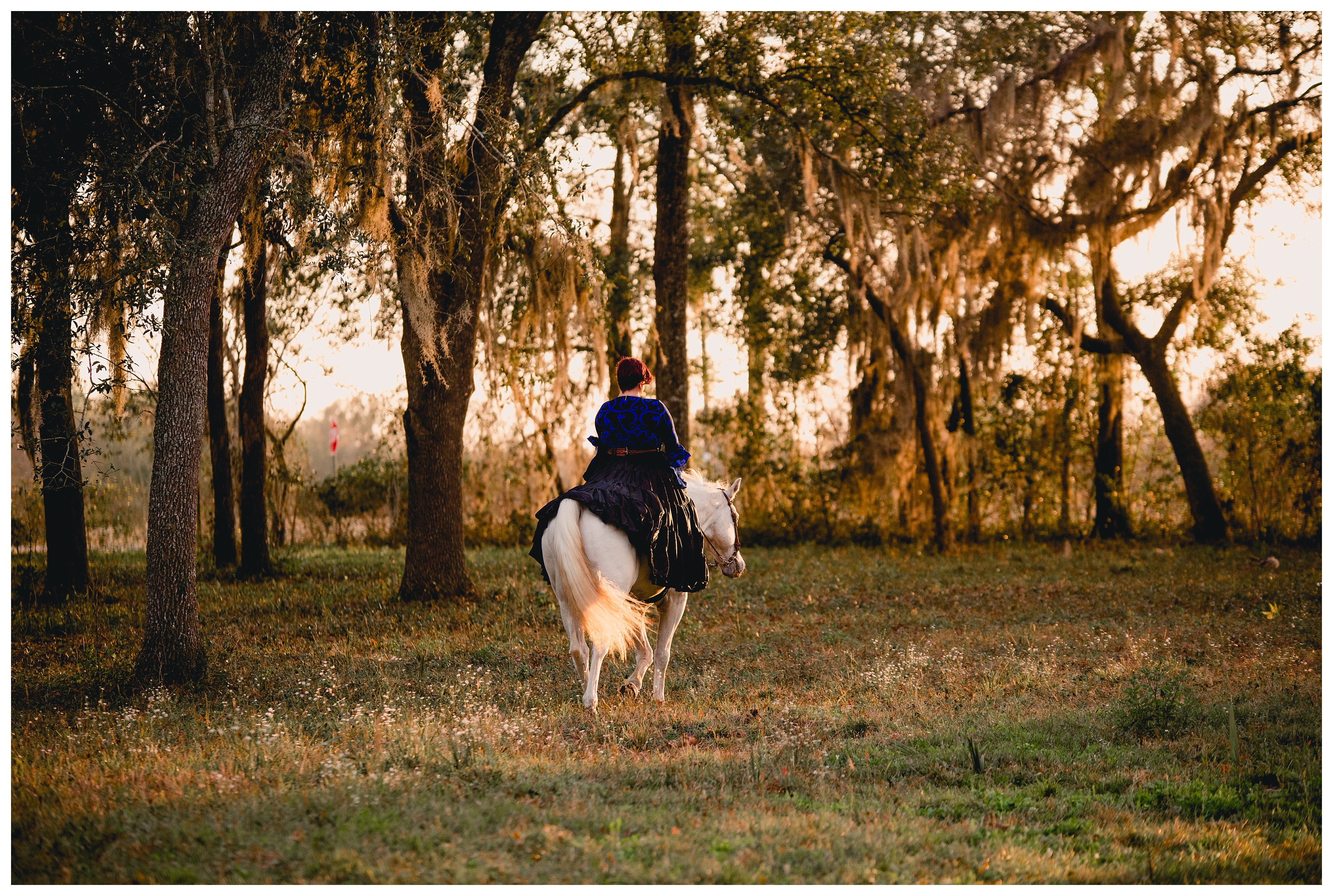 Riding photos of a horse in Gainesville, FL. Shelly Williams Photography