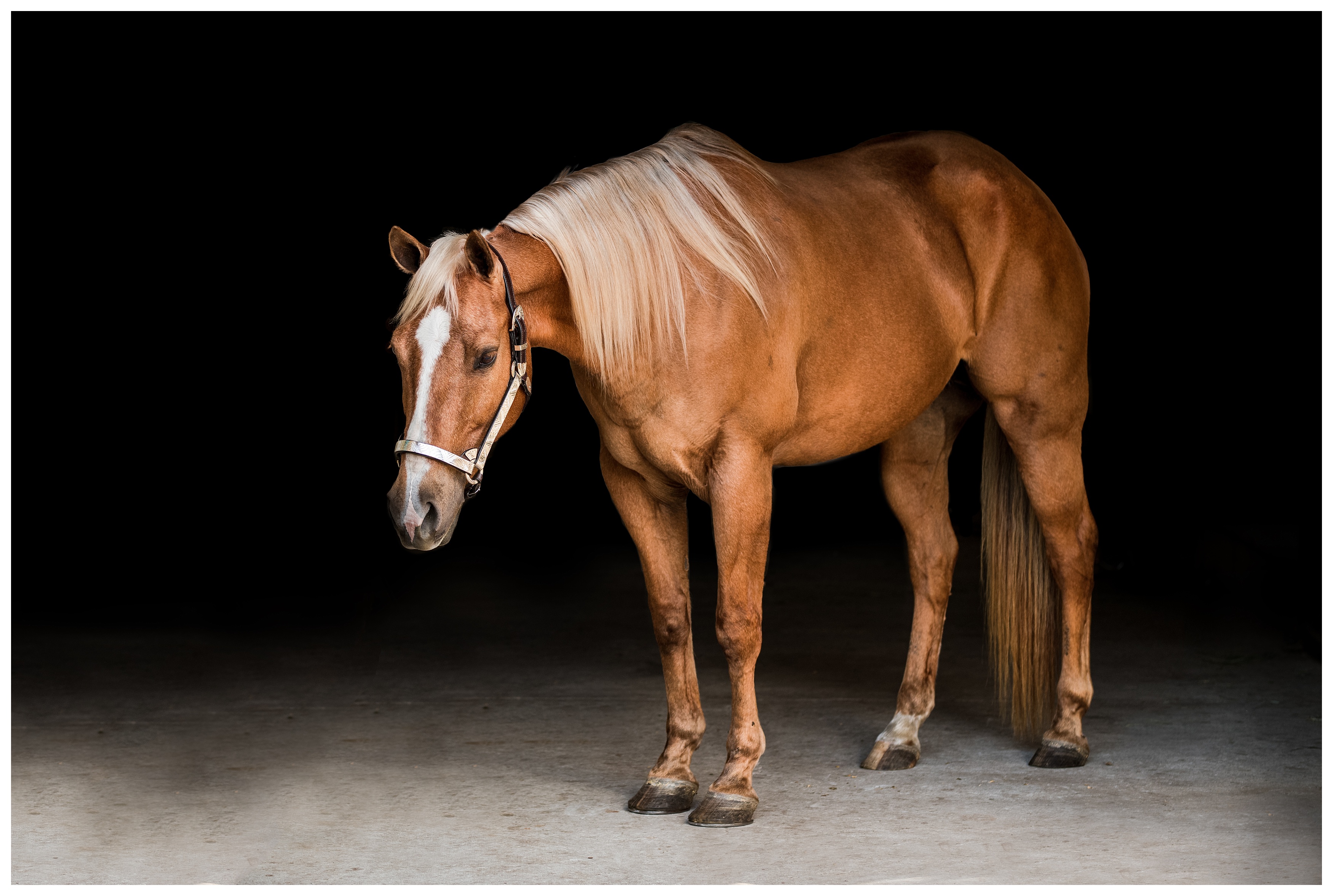 Black background of horse in Ocala by professional photographer. Shelly Williams Photography