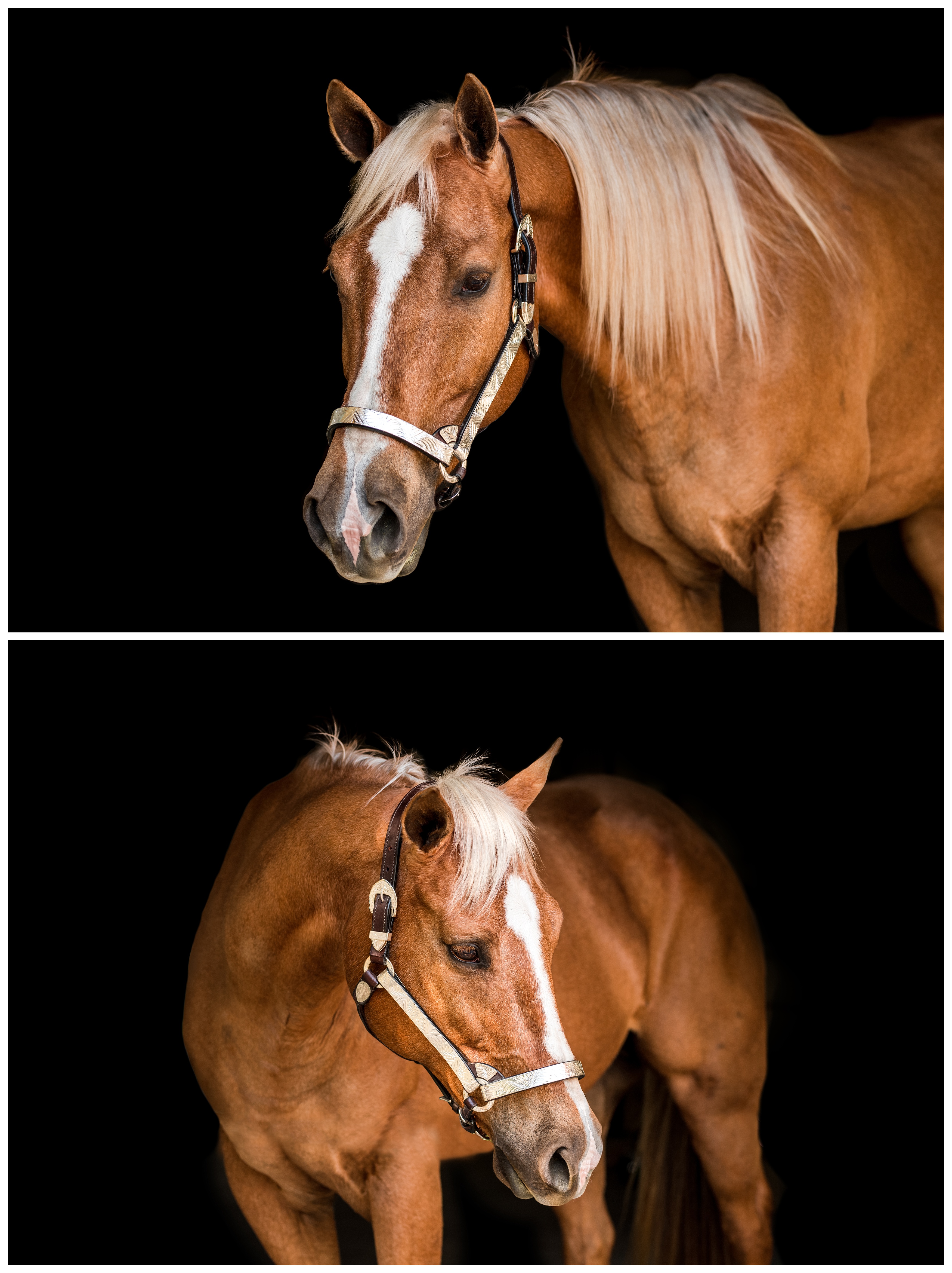 Fine art horse portraiture in Ocala, Florida. Shelly Williams Photography