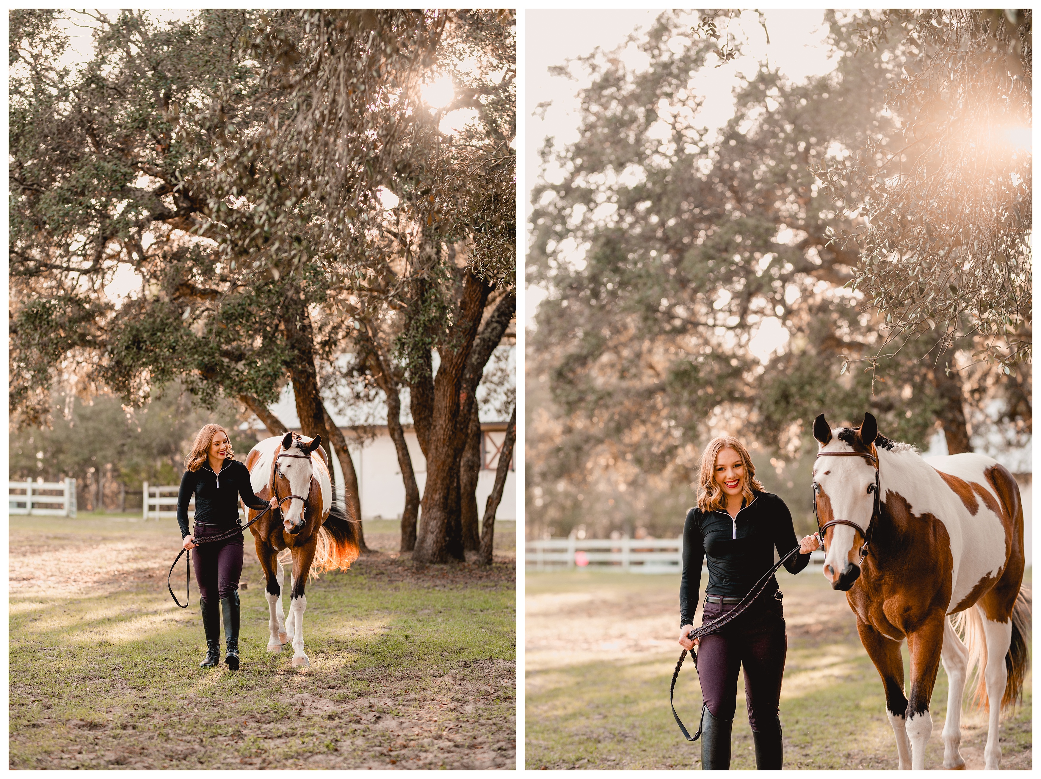 Sunset photoshoot of American Paint Horse in Ocala, Florida. Shelly Williams Photography