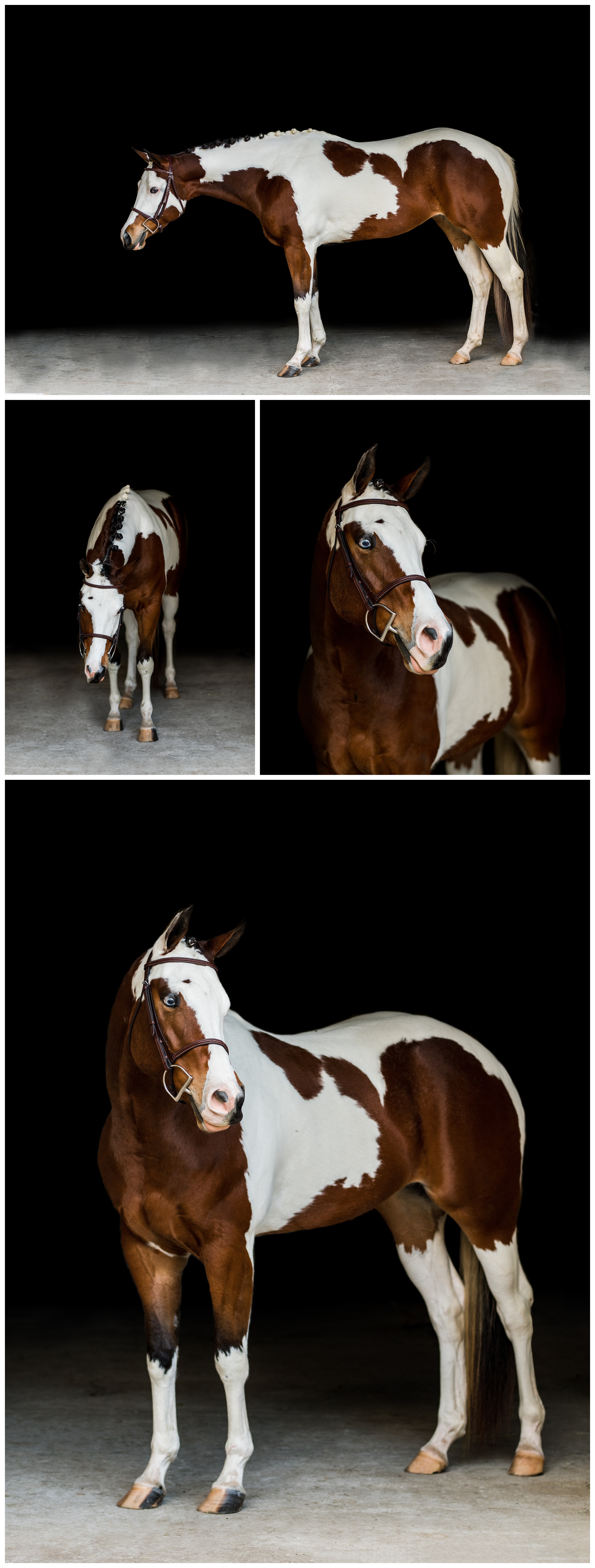 Fine art portraits of American Paint Horse with blue eye taken by professional photographer in Ocala, horse capital of the world. Shelly Williams Photography