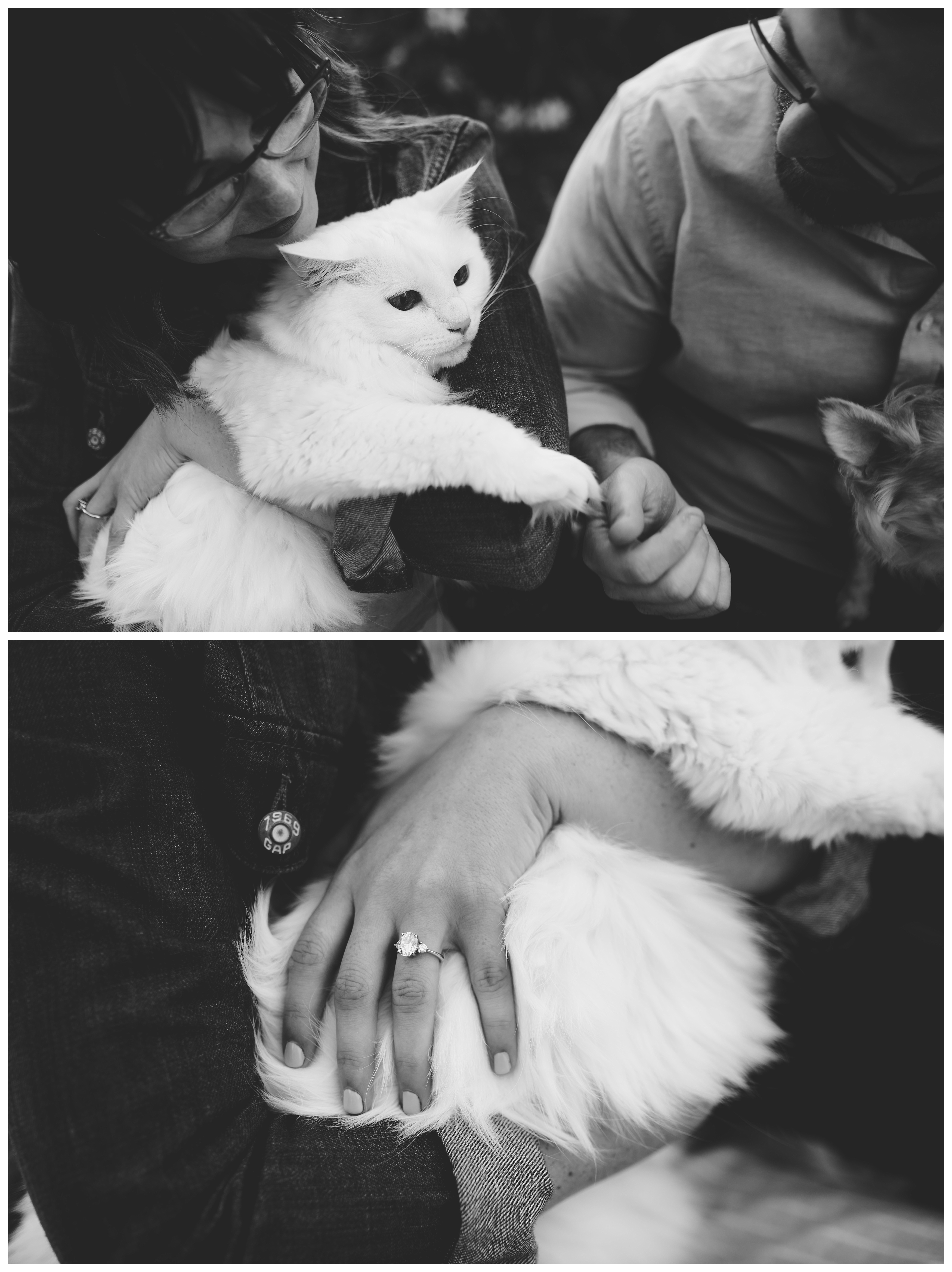 Detail photos of the engagement ring on a cat. Shelly Williams Photography