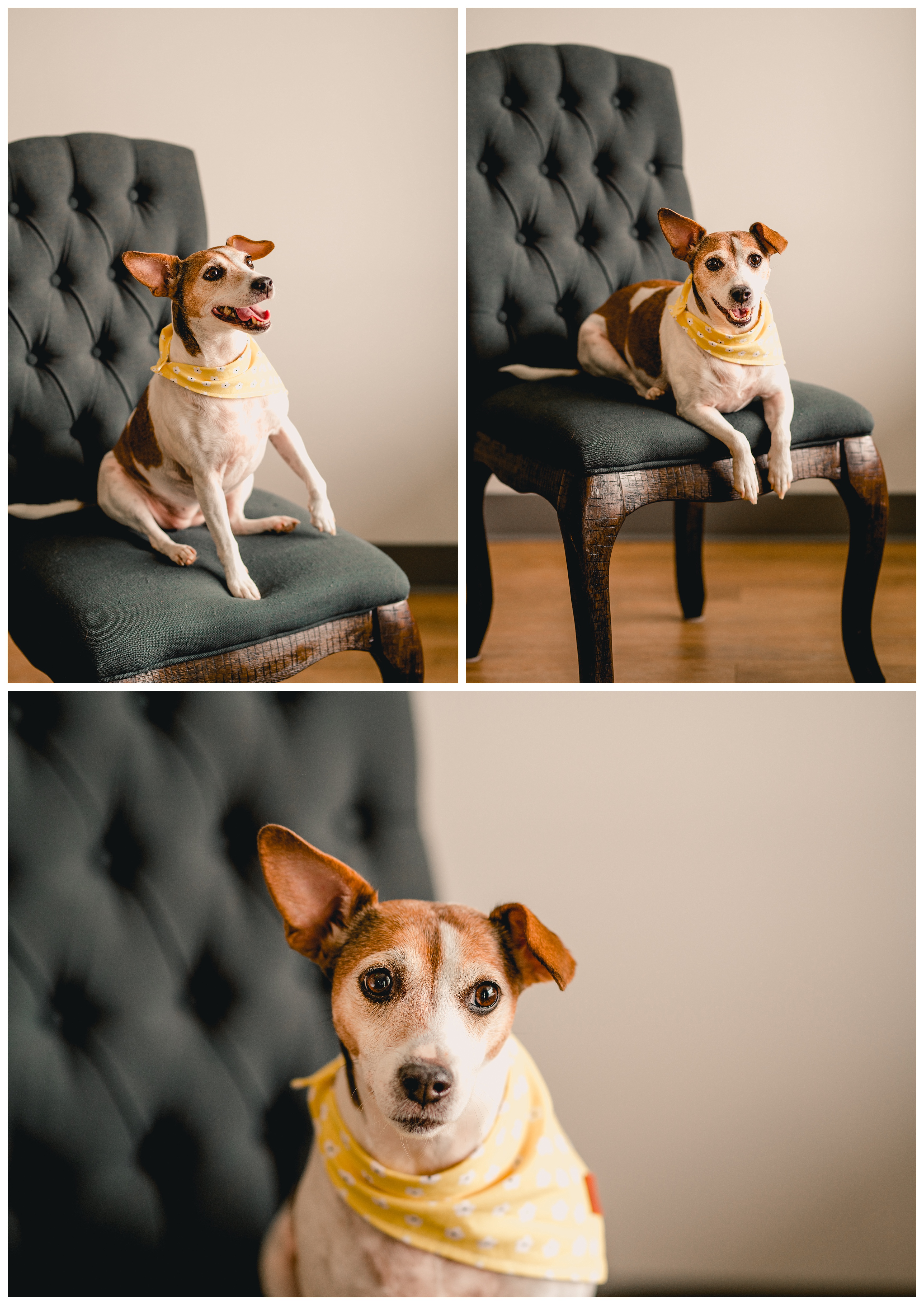 Studio pet photos in Live Oak, FL get personalities of the dogs in the photographs. Shelly Williams Photography