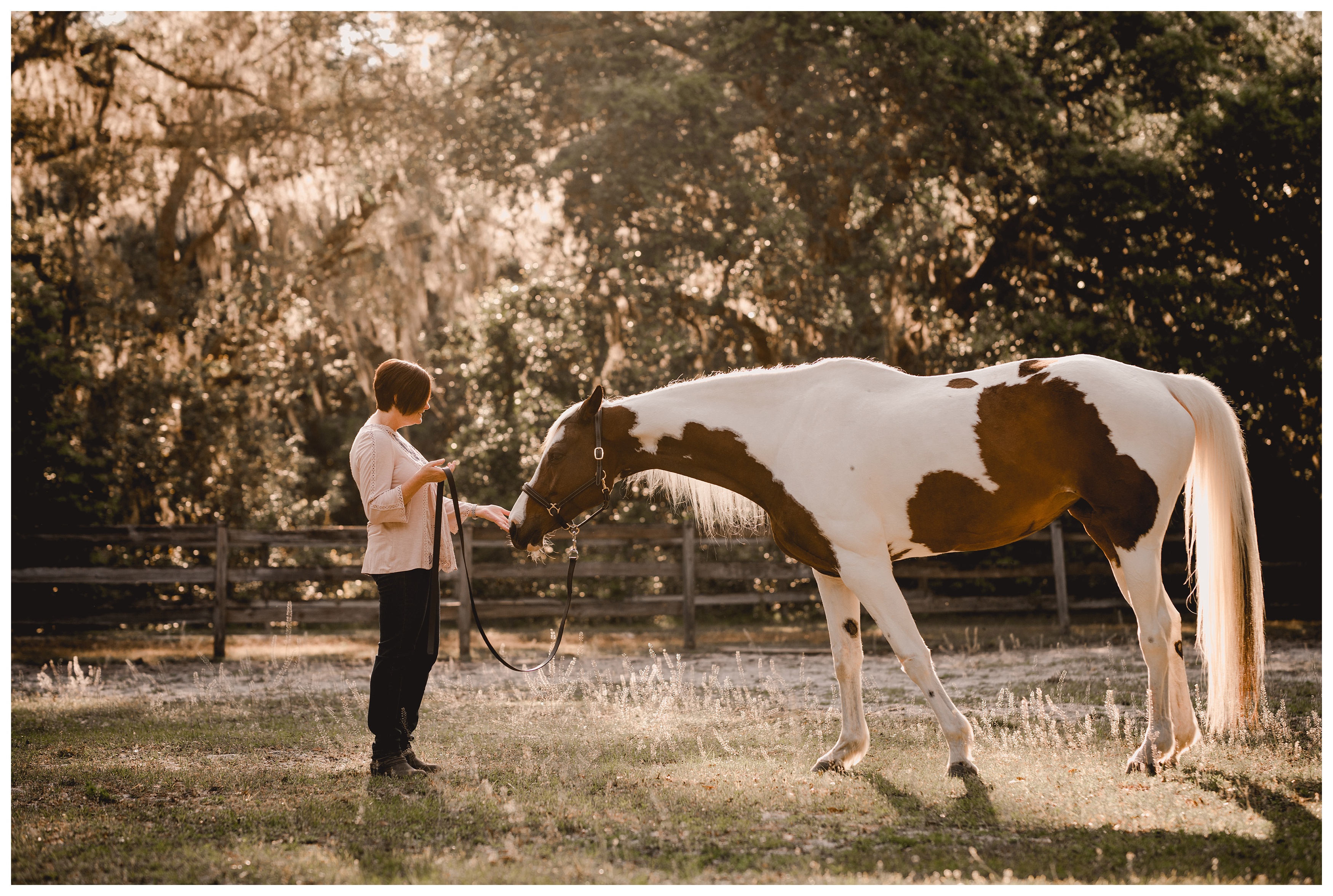 Ocala horse photographer specializing in hunter jumper horses. Shelly Williams Photography