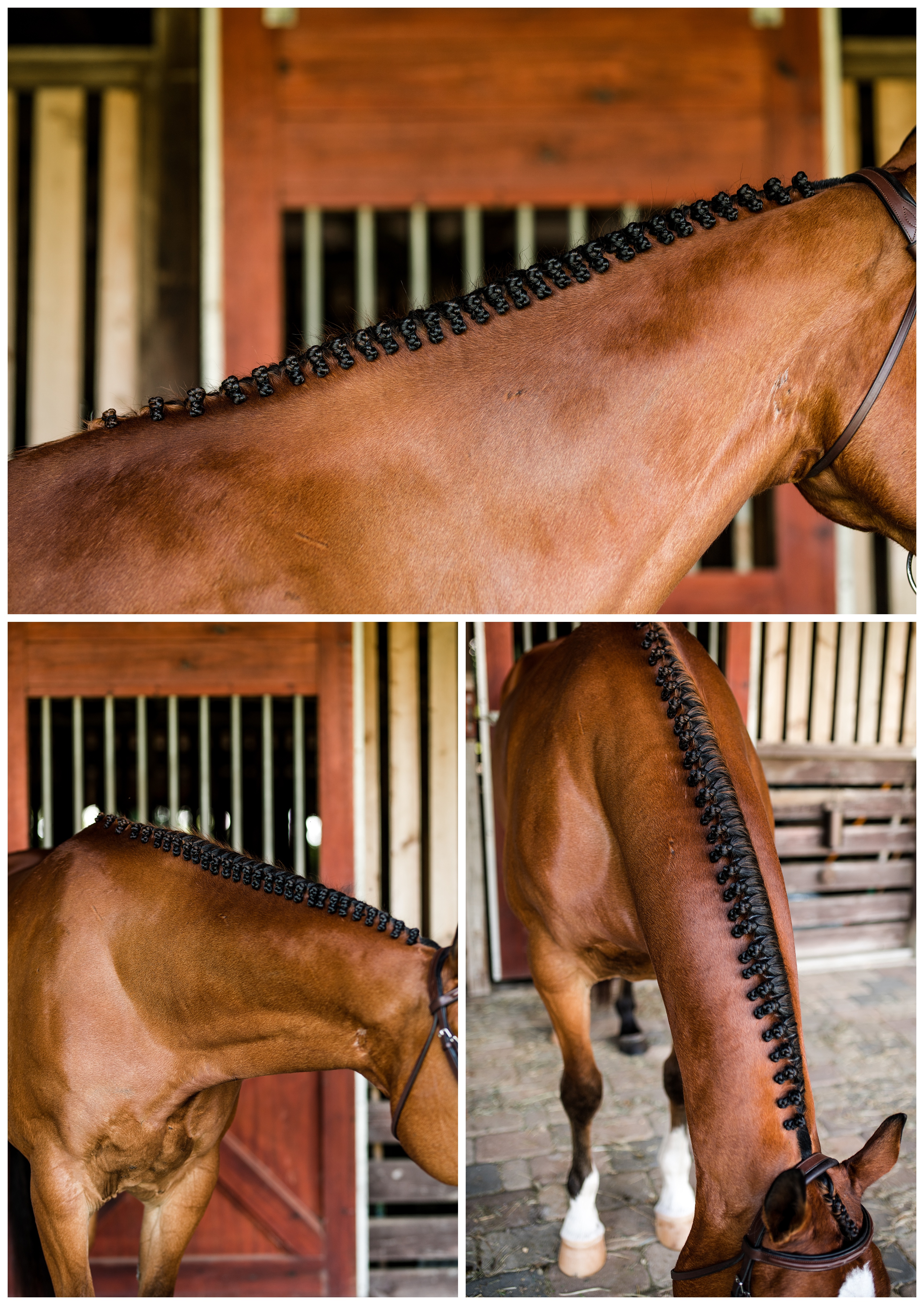 Creative photo shoot of horse braids in Ocala, Florida by pro equine photographer. Shelly Williams Photography