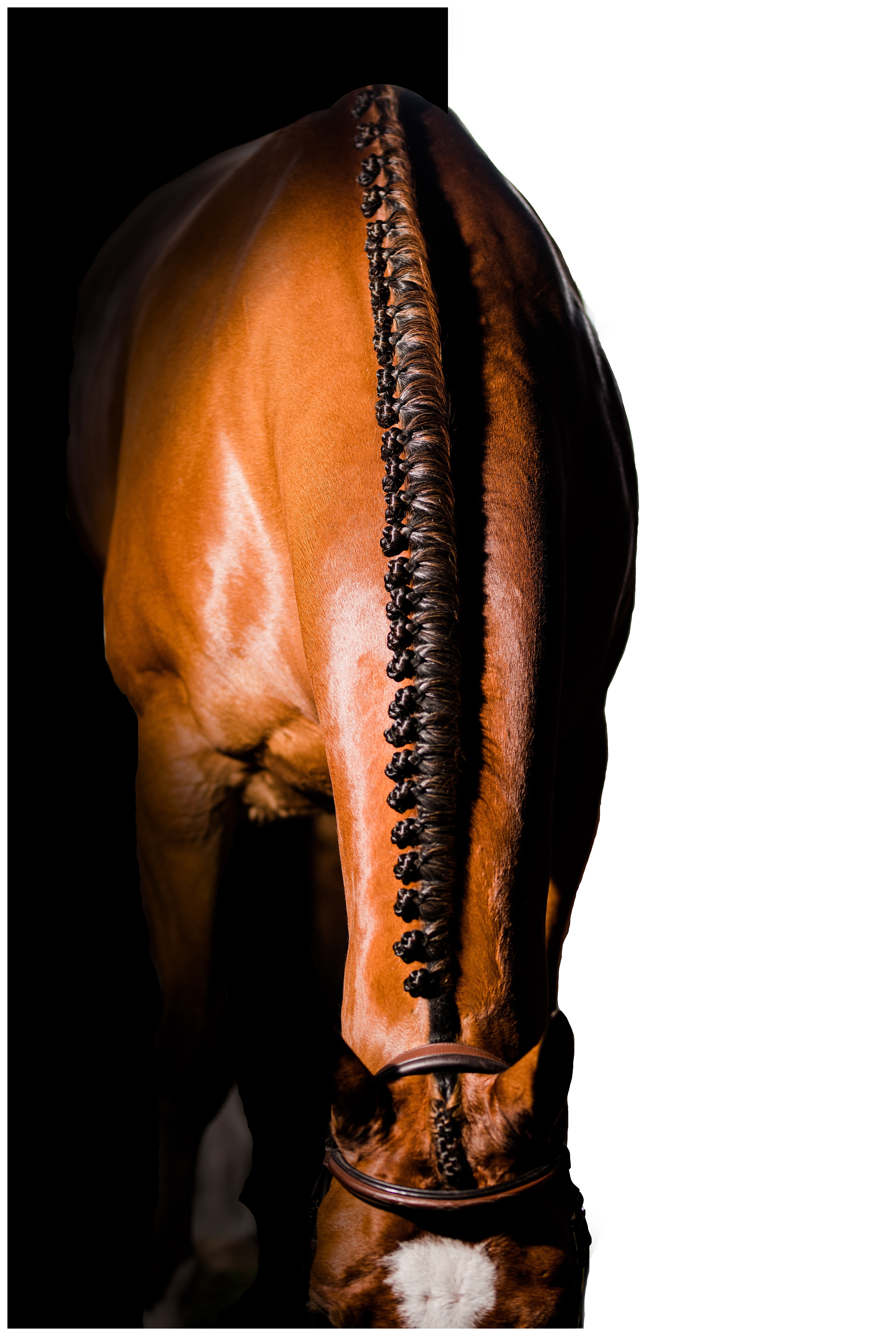 Equine art of braided horse in Ocala, Florida by professional photographer and braider. Shelly Williams Photography