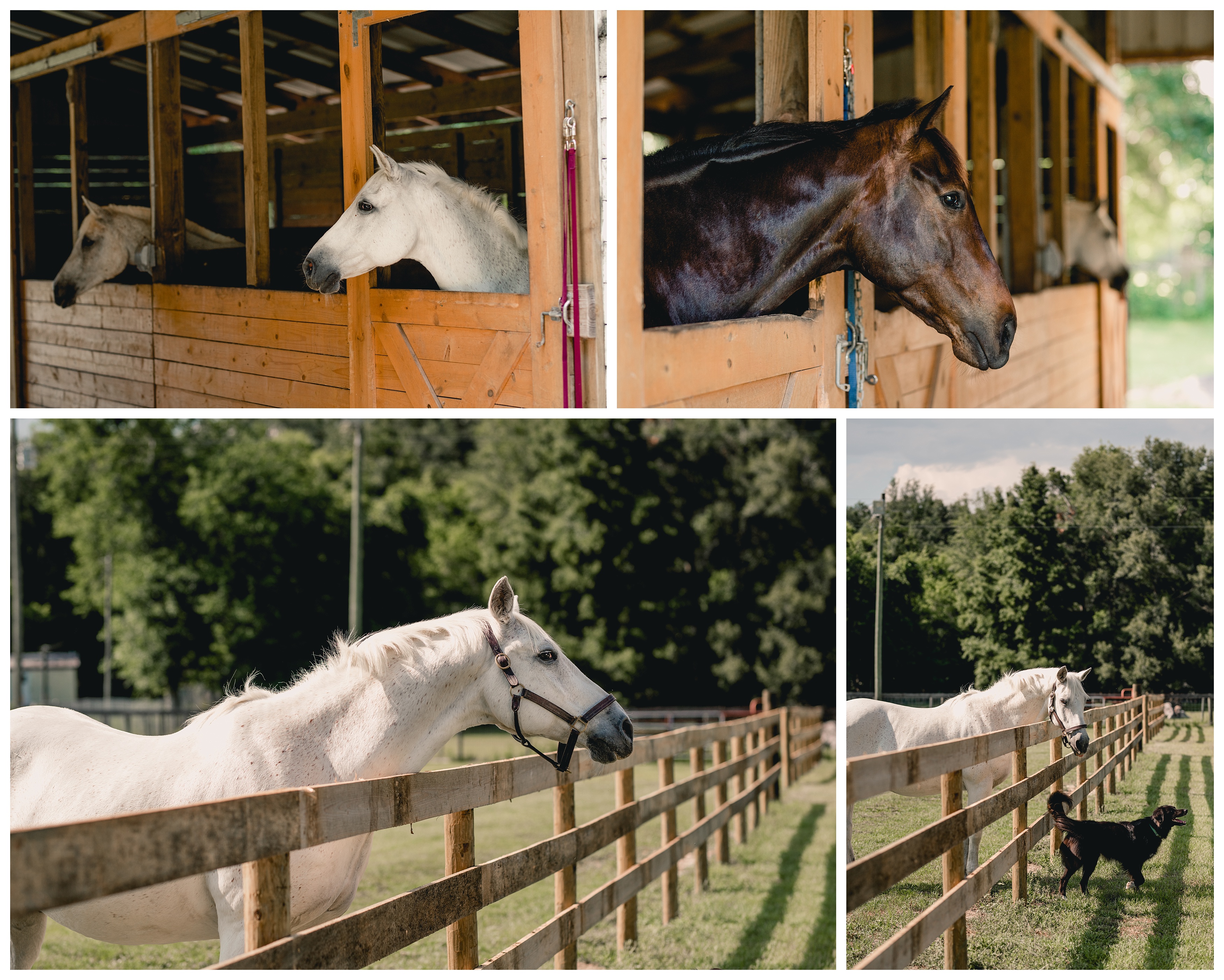 Game on Eventing property in Newberry, FL specializes in eventing horses. Shelly Williams Photography