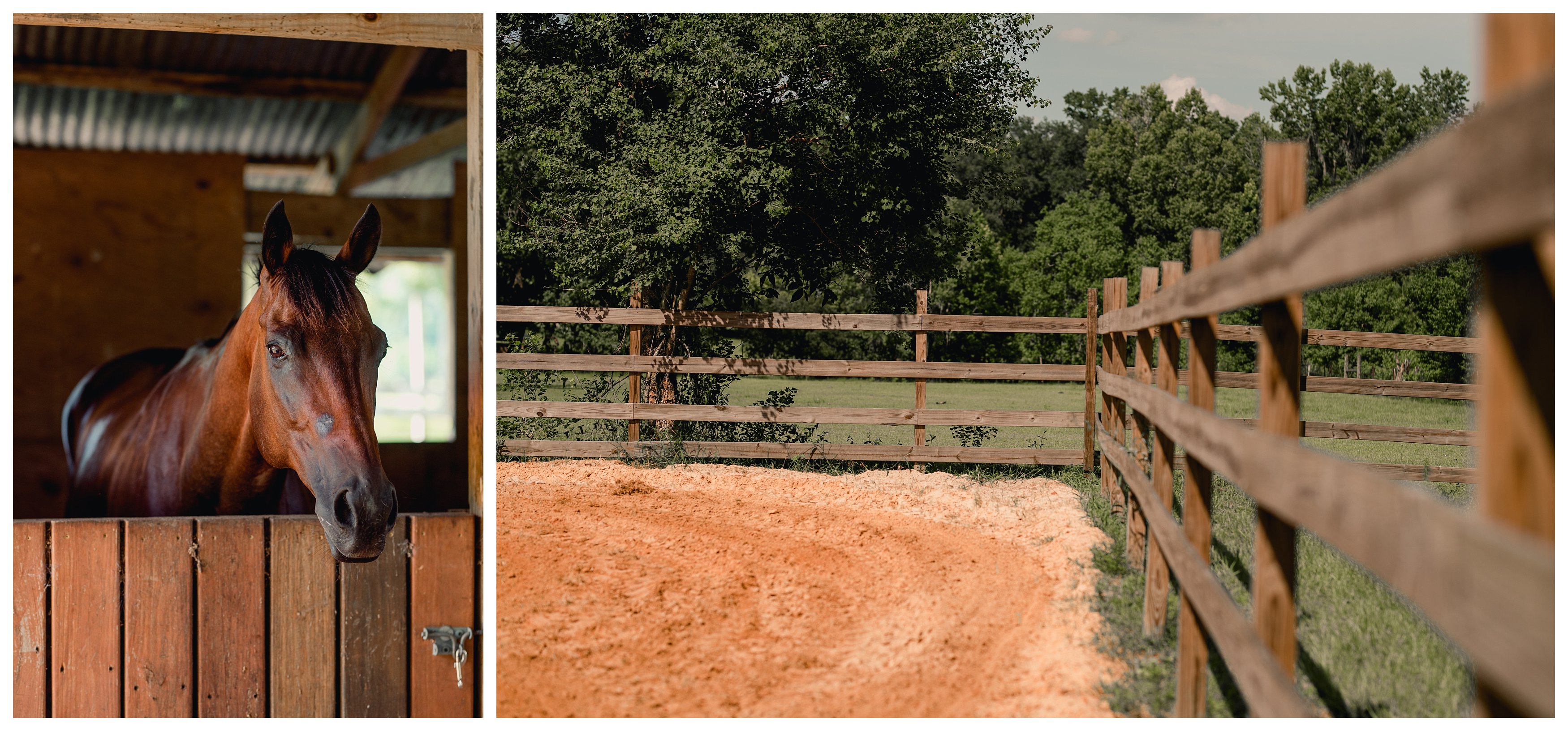 Horse boarding barn in Tallahassee with arena with footing. Shelly Williams Photography