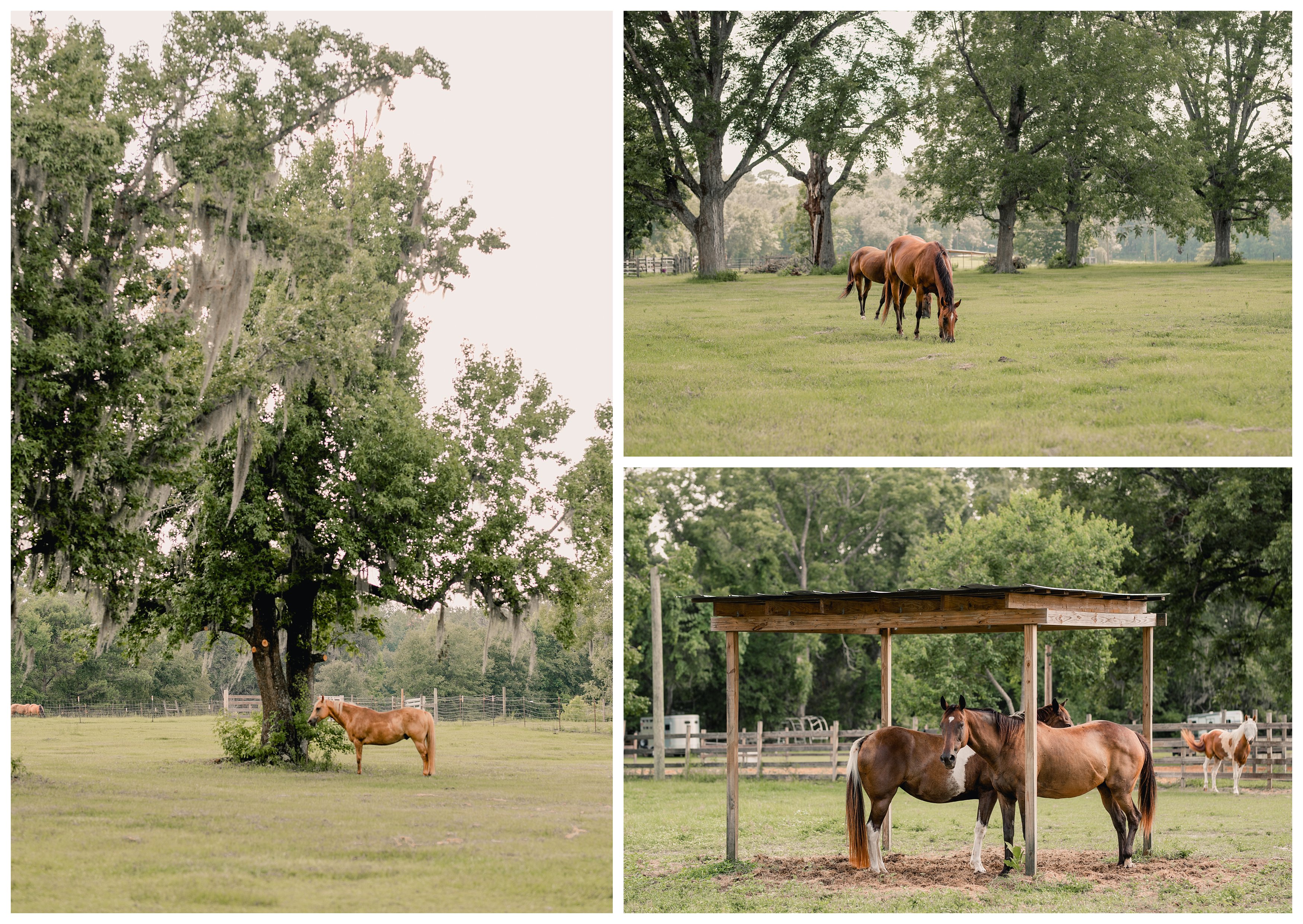 Boarding farm with pasture board for horses in Tallahassee, Turkey Pond Farm. Shelly Williams Photography