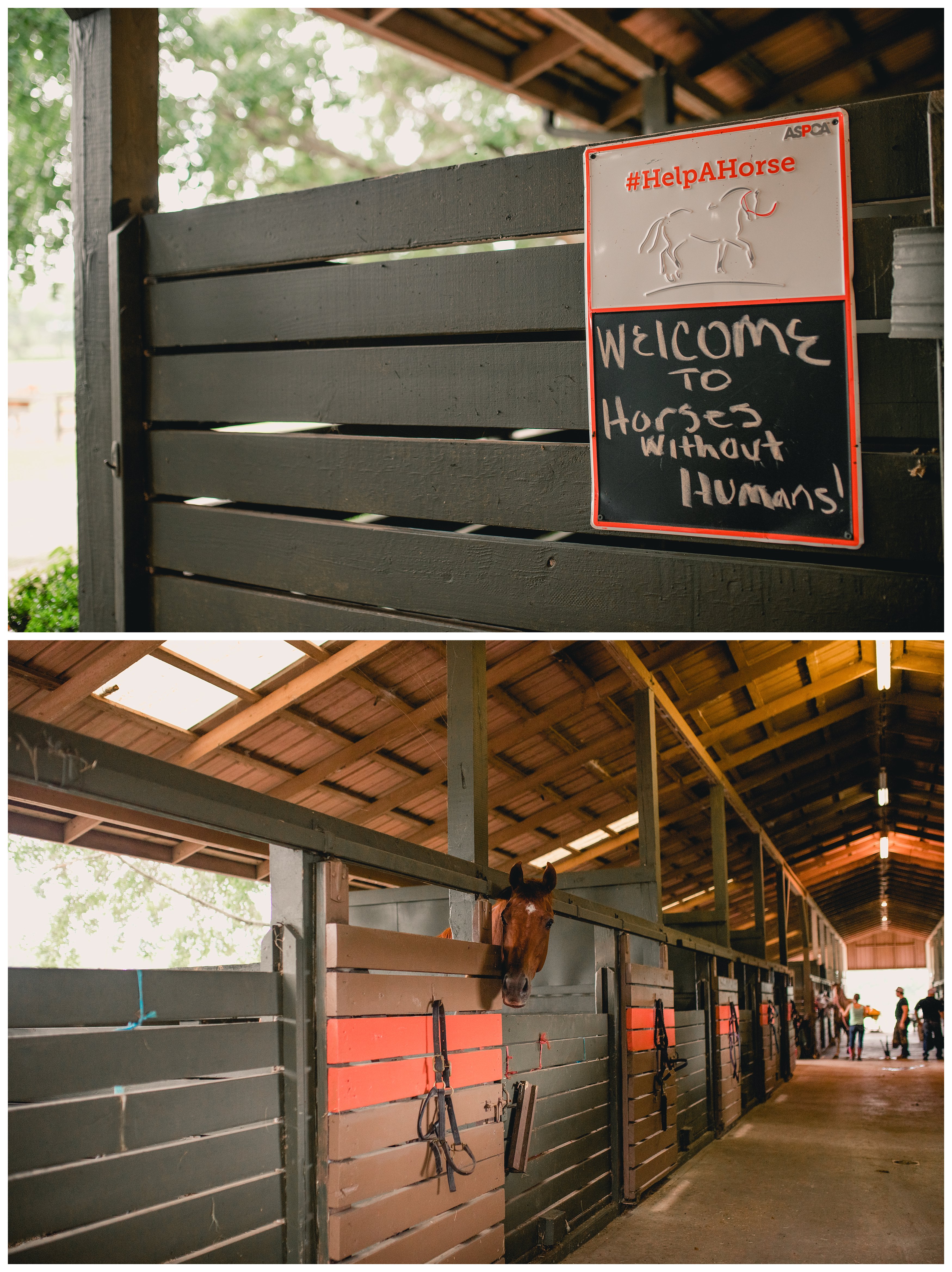 The barn at horses without human, an equine rescue in north Florida. Shelly Williams Photography