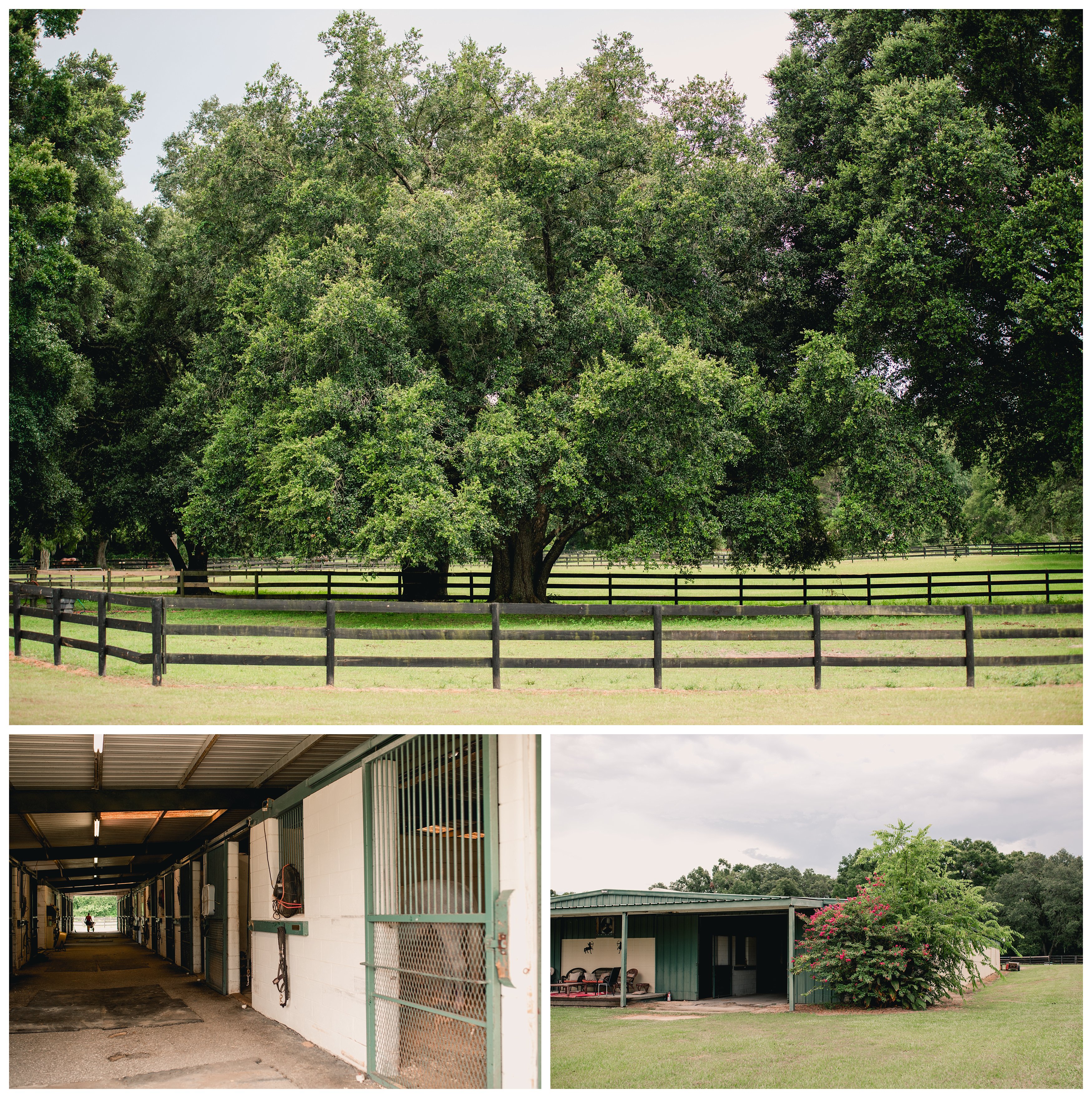 Spacious horse boarding farm in Gainesville has plenty of acres available for horses, as well as stall board. Archer Farms, LLC