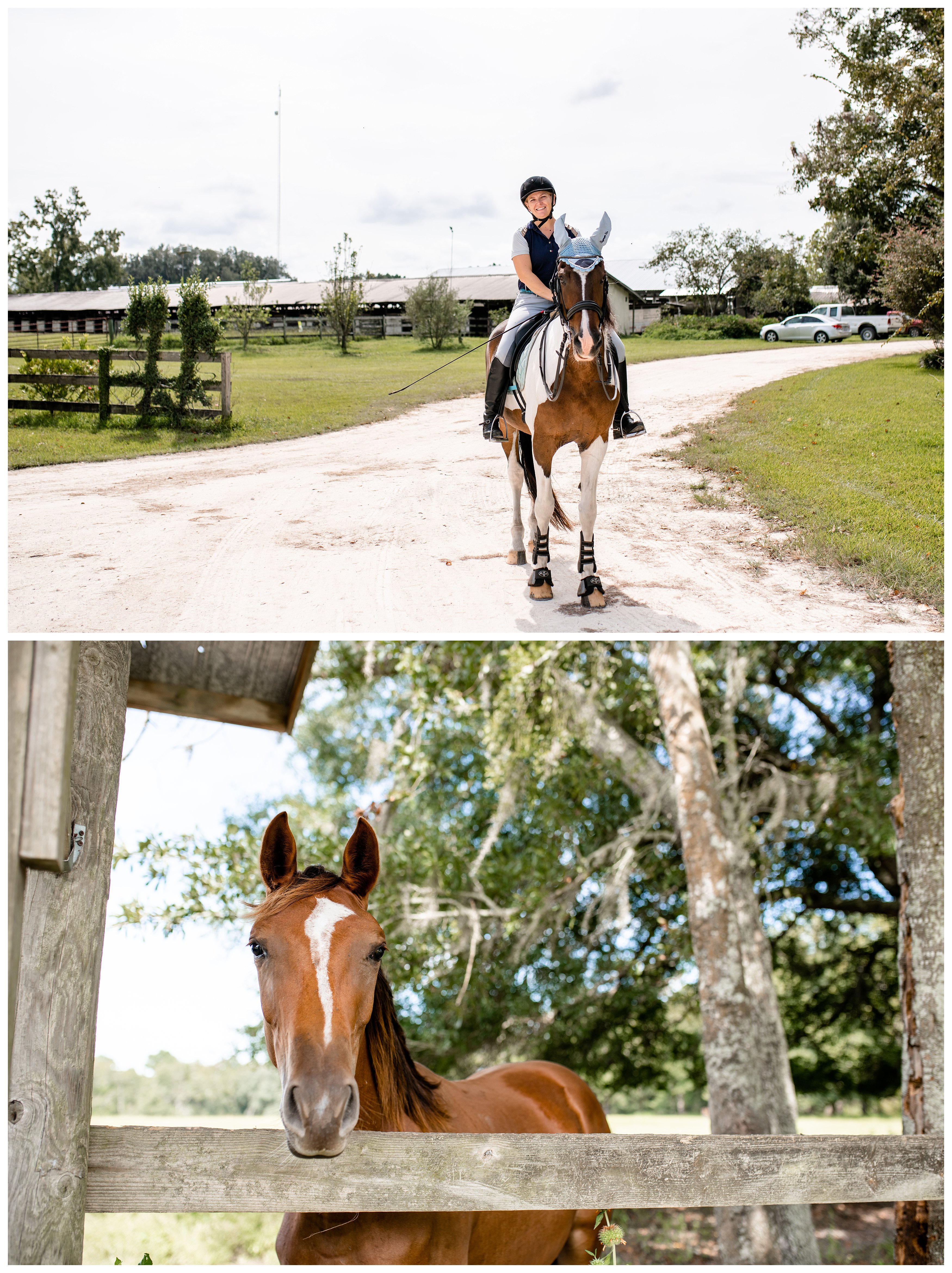 A few of the warmbloods at Valhalla Trakehners farm in Wellborn, Florida.