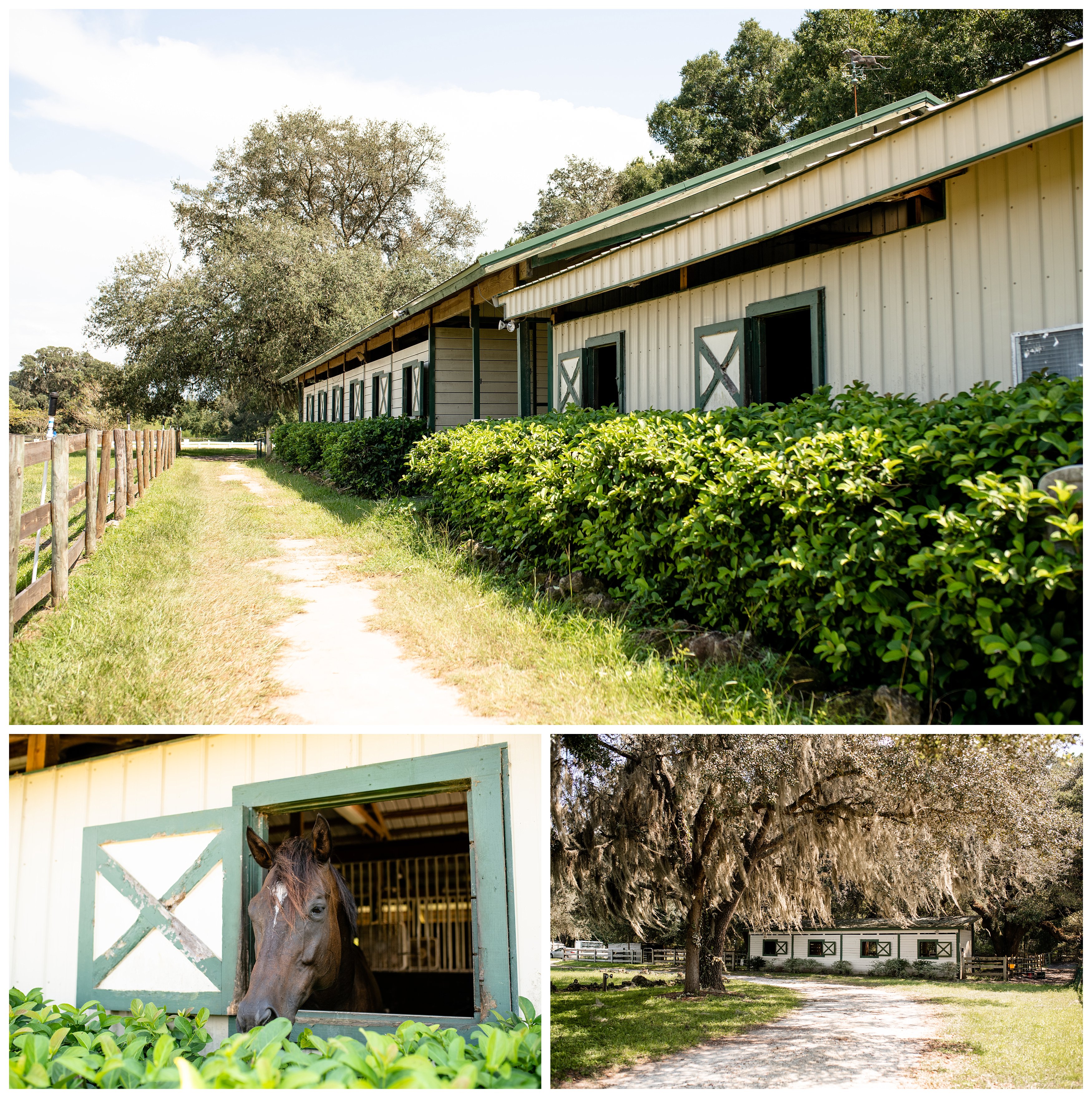 Run of Luck LLC is a horse training and lesson barn near Ocala offering lessons in all disciplines.