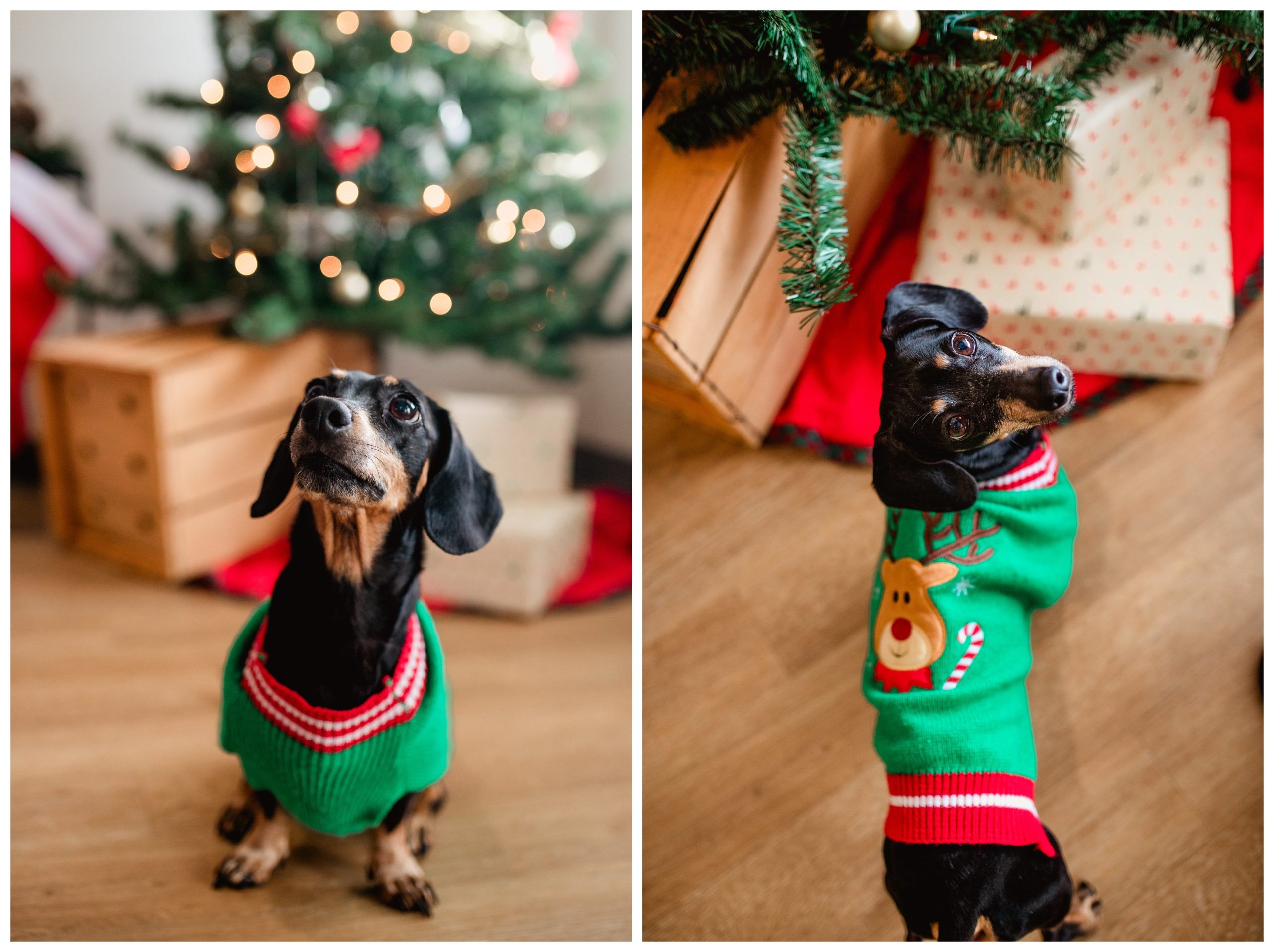 Cute dog christmas sweater photoshoot with Christmas tree