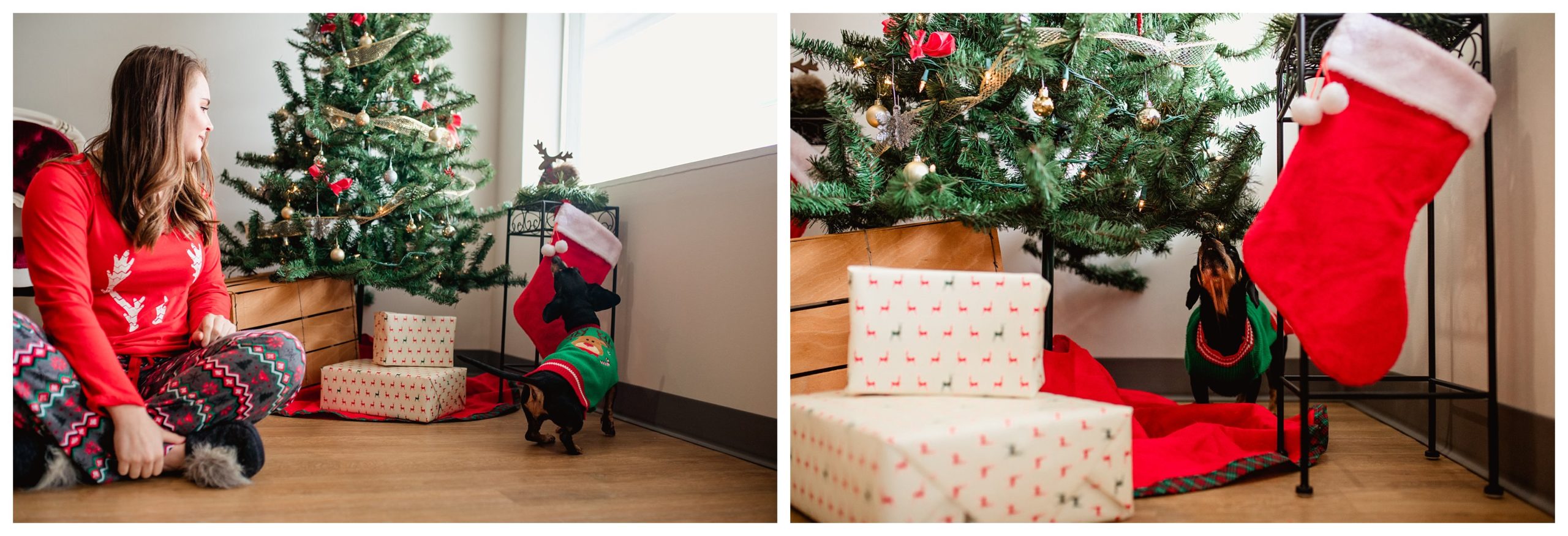 Lifestyle christmas dog photos session with Christmas tree
