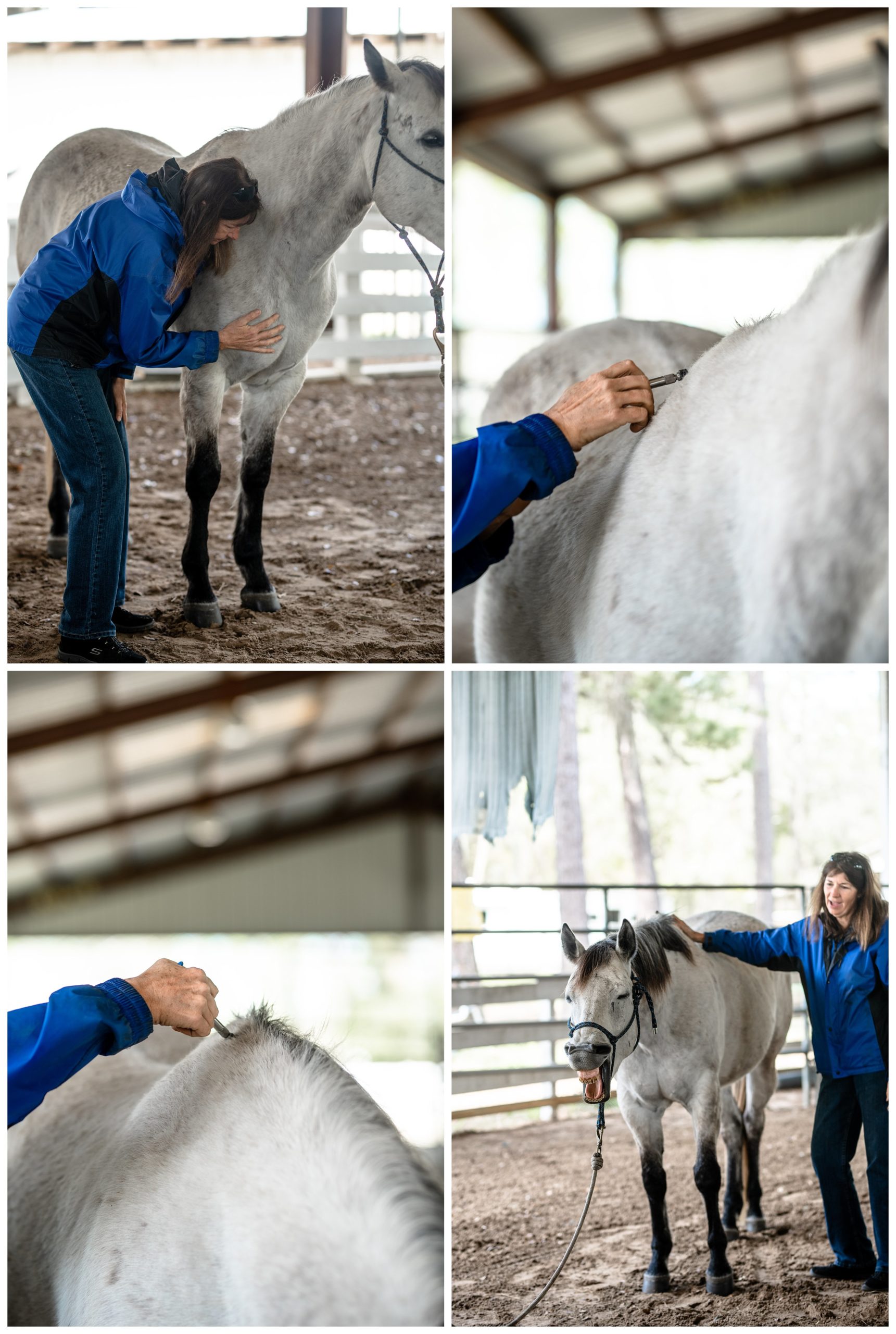 Branding photos for equine professional in North Florida.