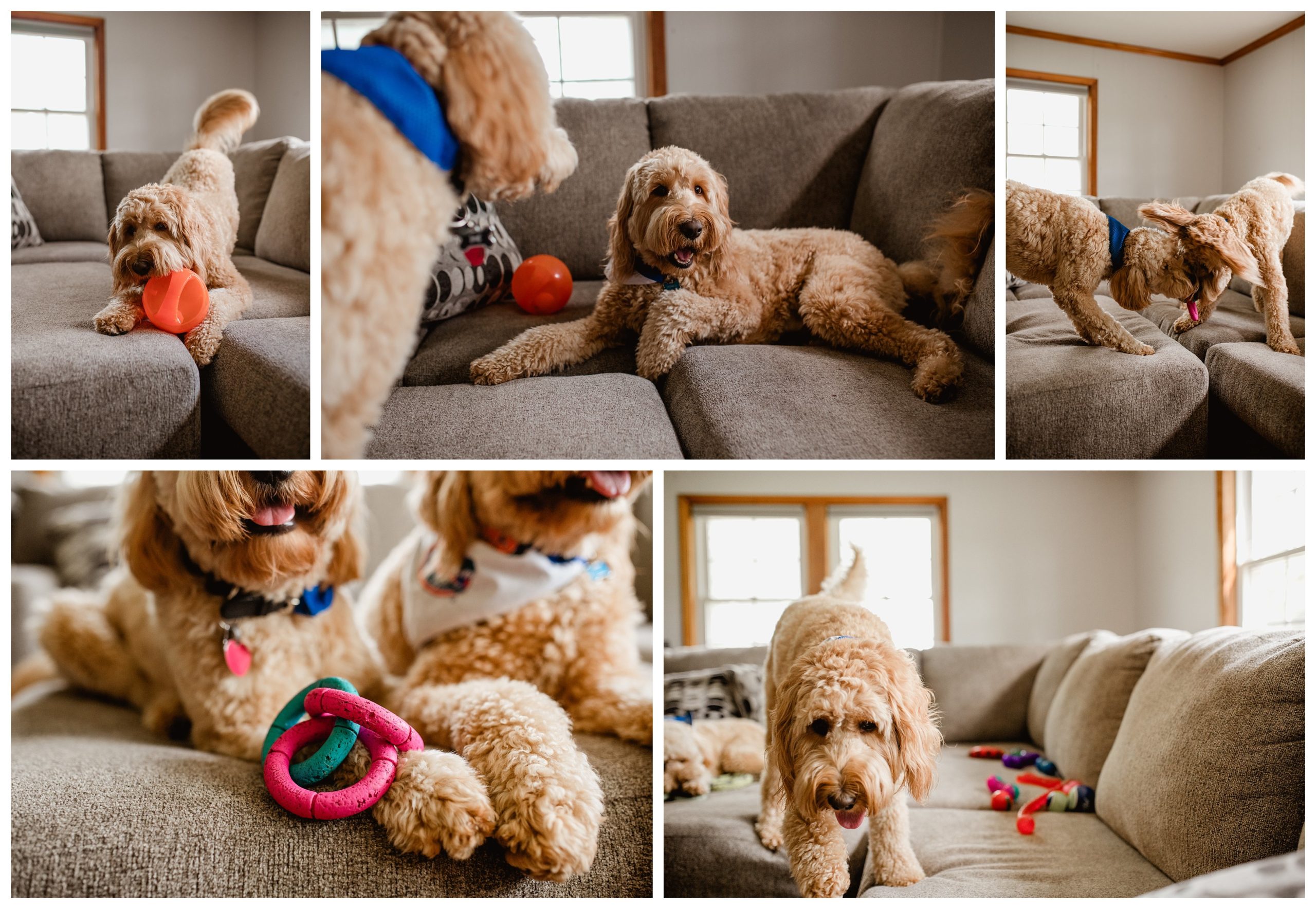Lifestyle pet photography with dogs playing with their toys