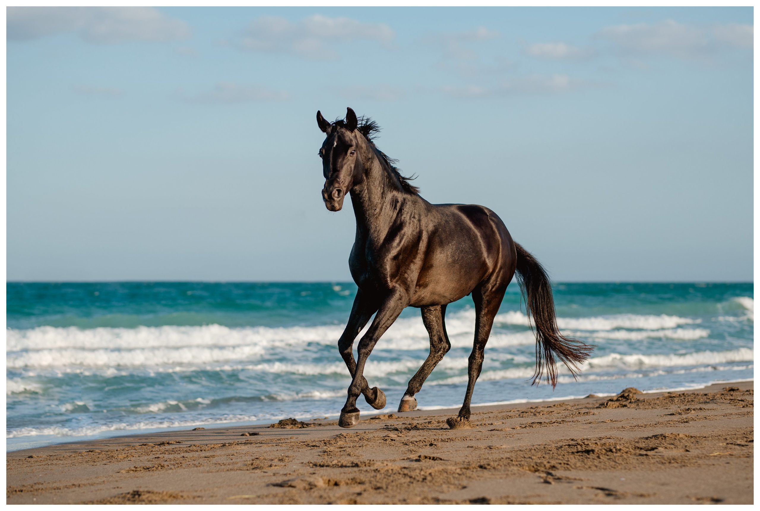 Horse photography on the beach in Florida
