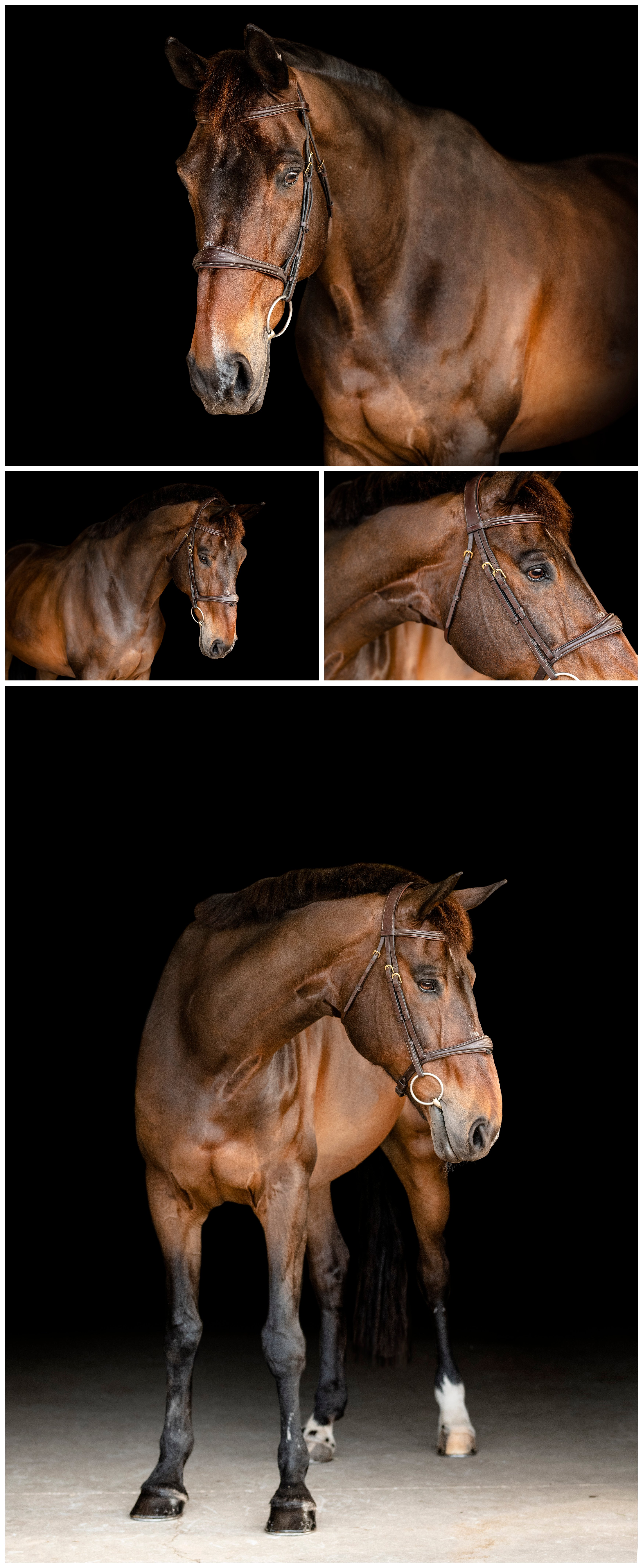 Ocala fineart horse photographer specializing in horse and rider and equine portraiture