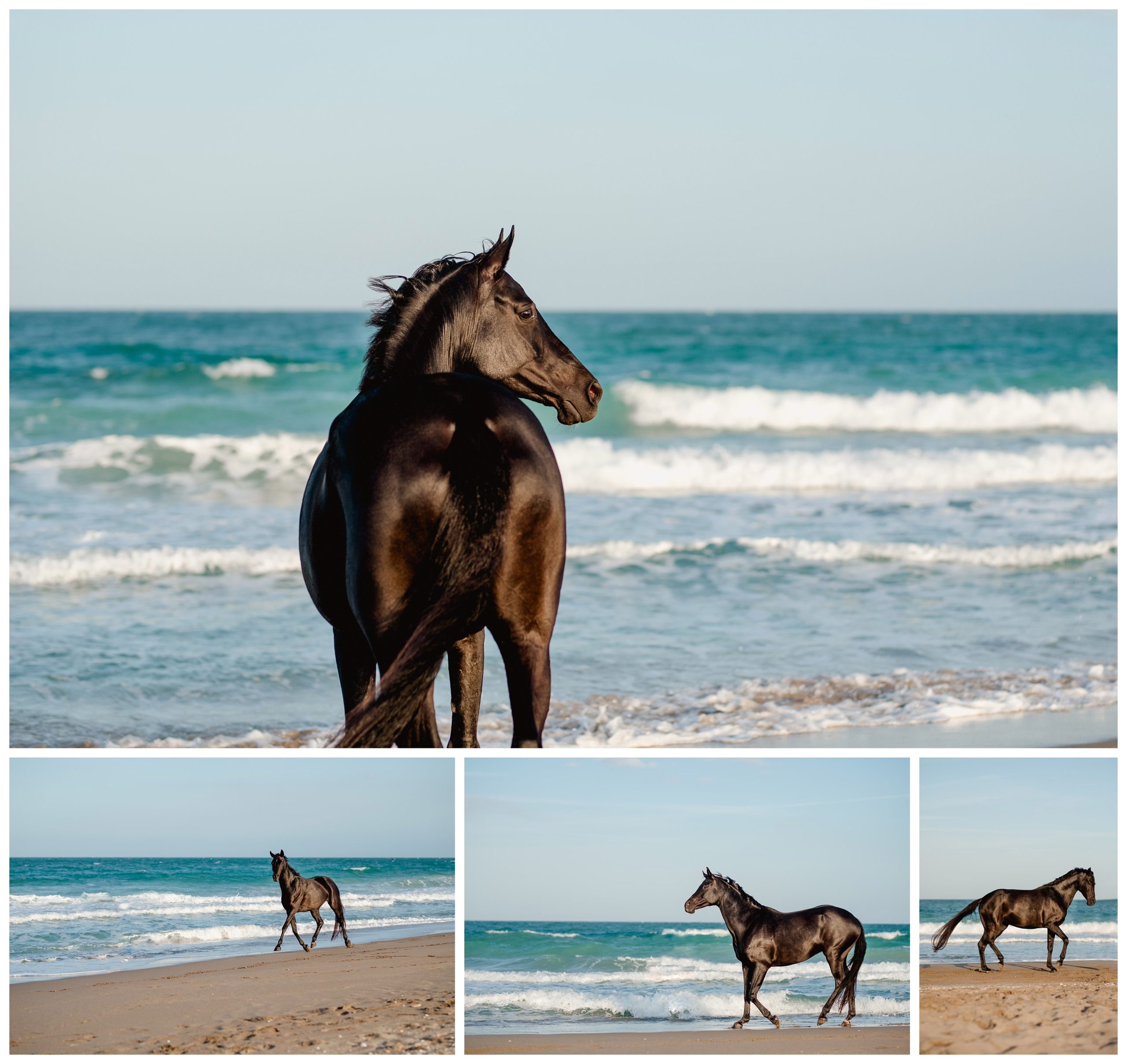 Photos of a horse on the beach on the east coast of Florida.