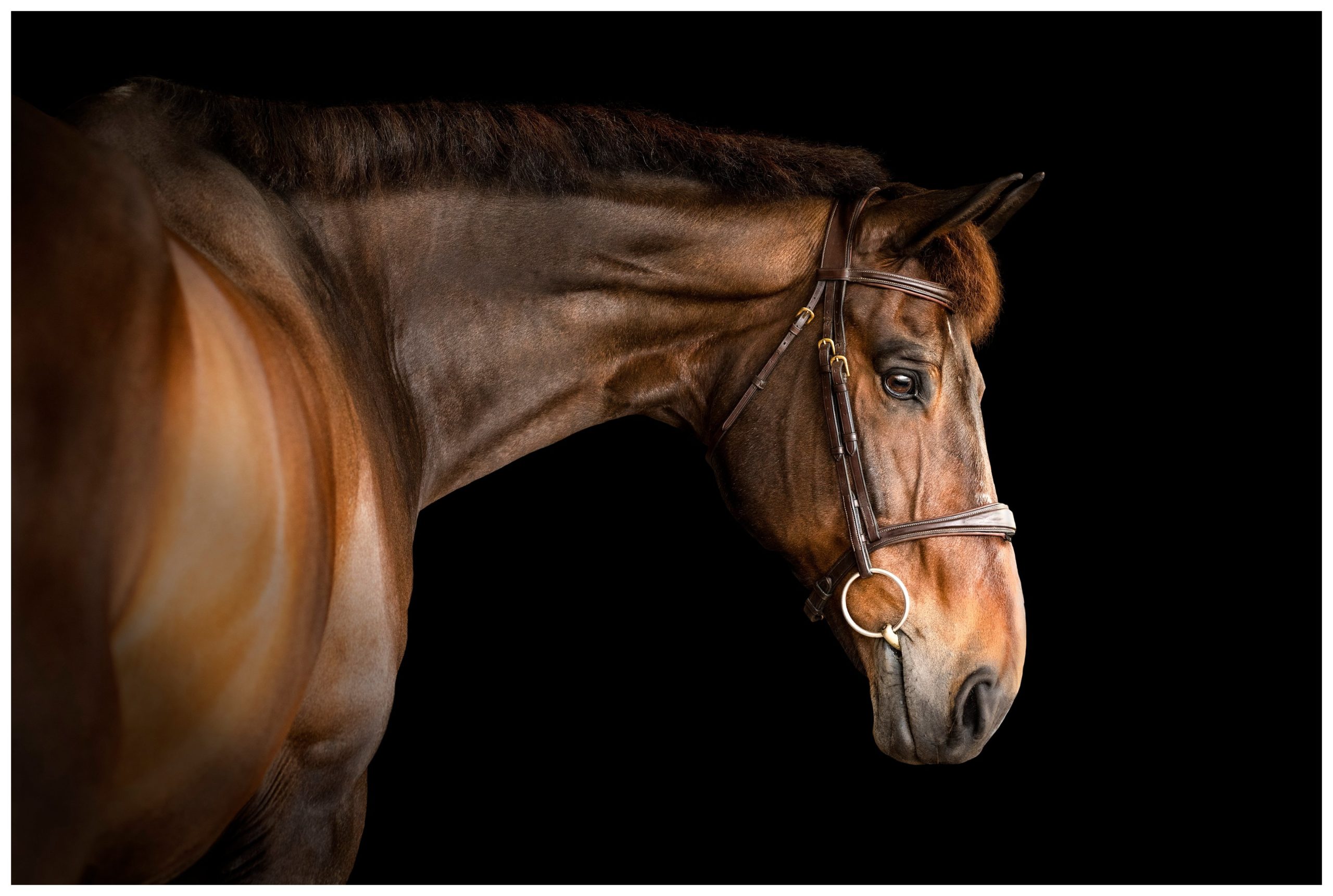 Sporthorse portraits in Florida by professional photographer
