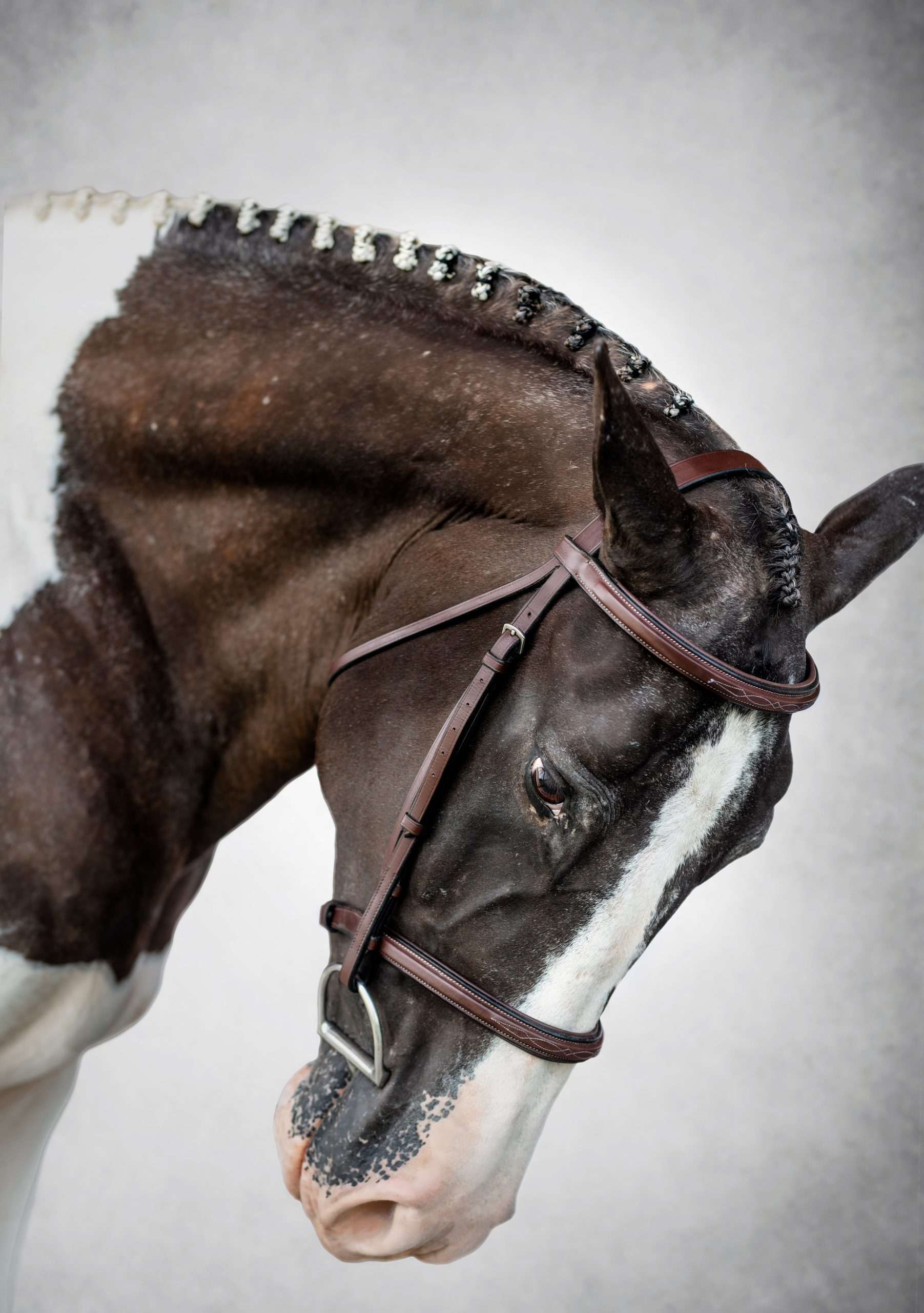 Appaloosa horse photographer takes fine art photos to show off coloring.