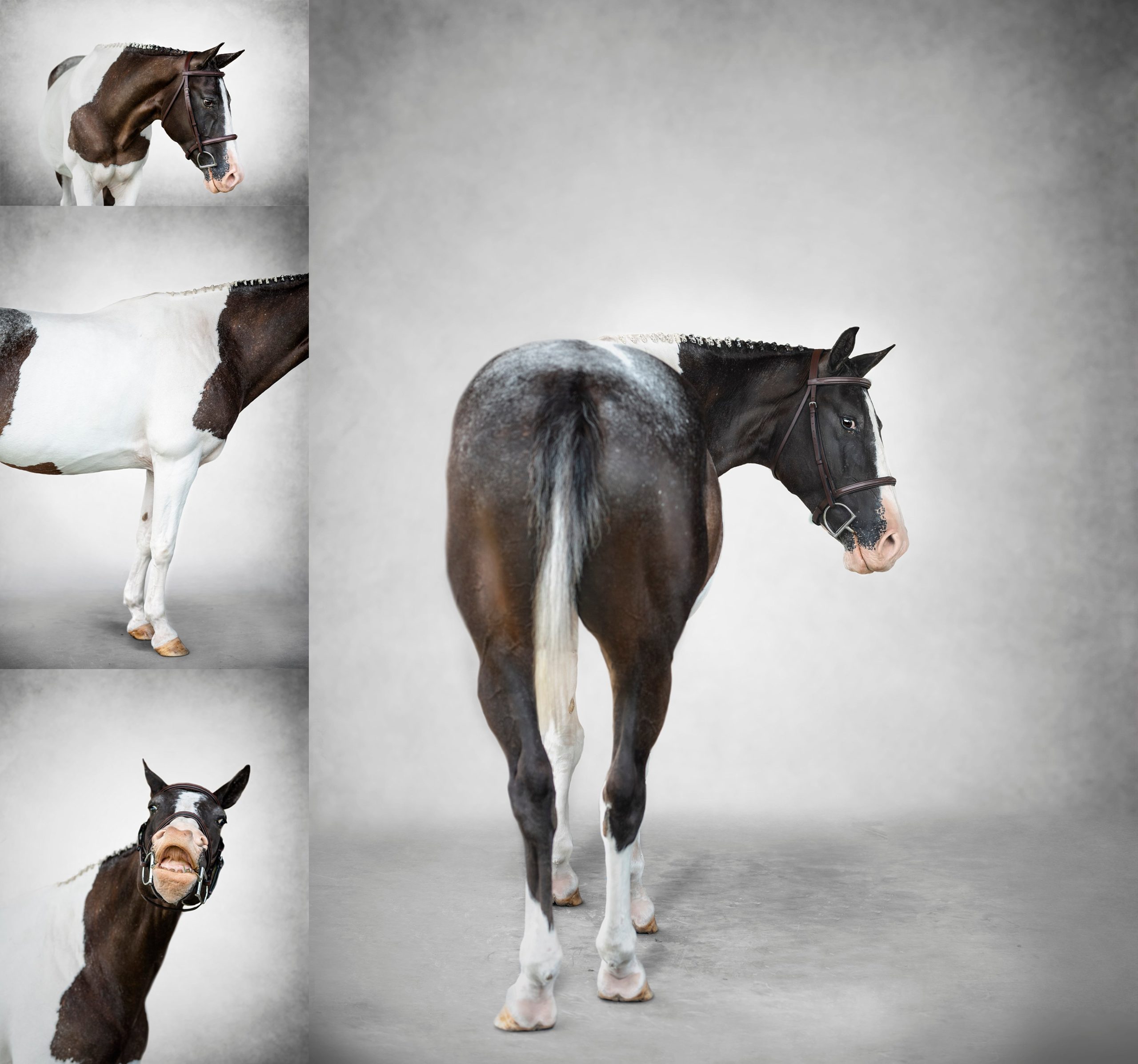 Every Spot Matters photography project focusing on spotted horse breeds.