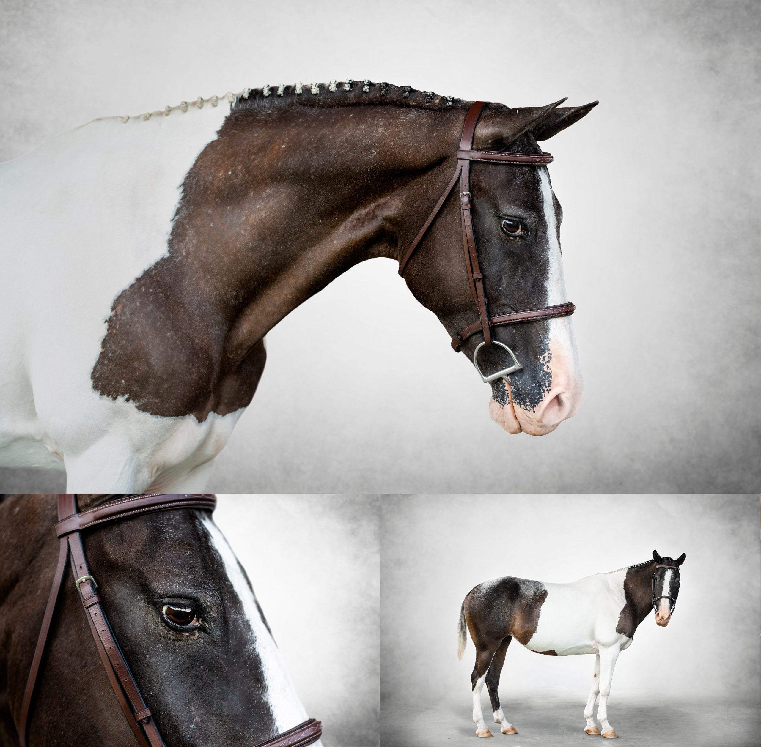 Horses with chrome photography project