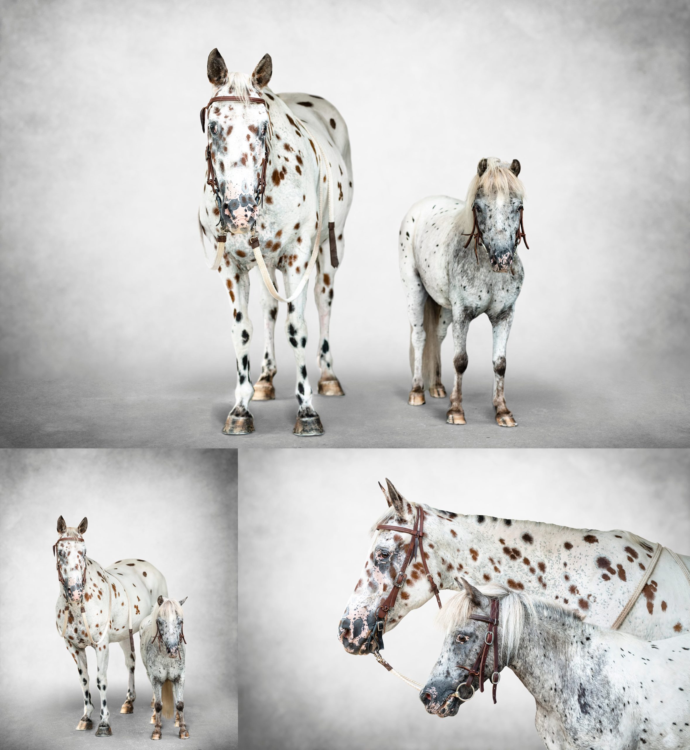 Leopard appaloosa horse and miniature horse portrats