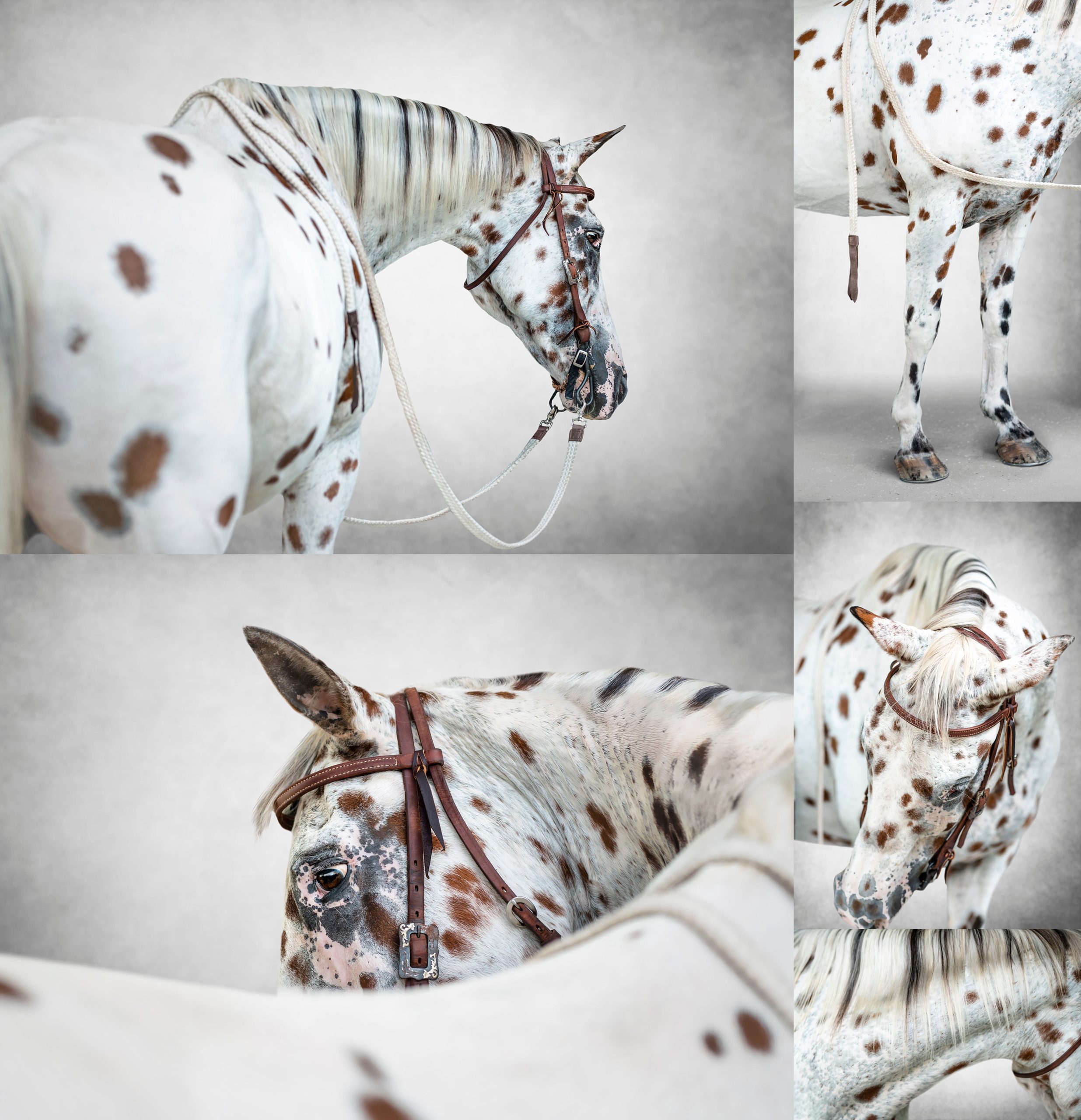 Leopard appaloosa horse fine art portraits.
