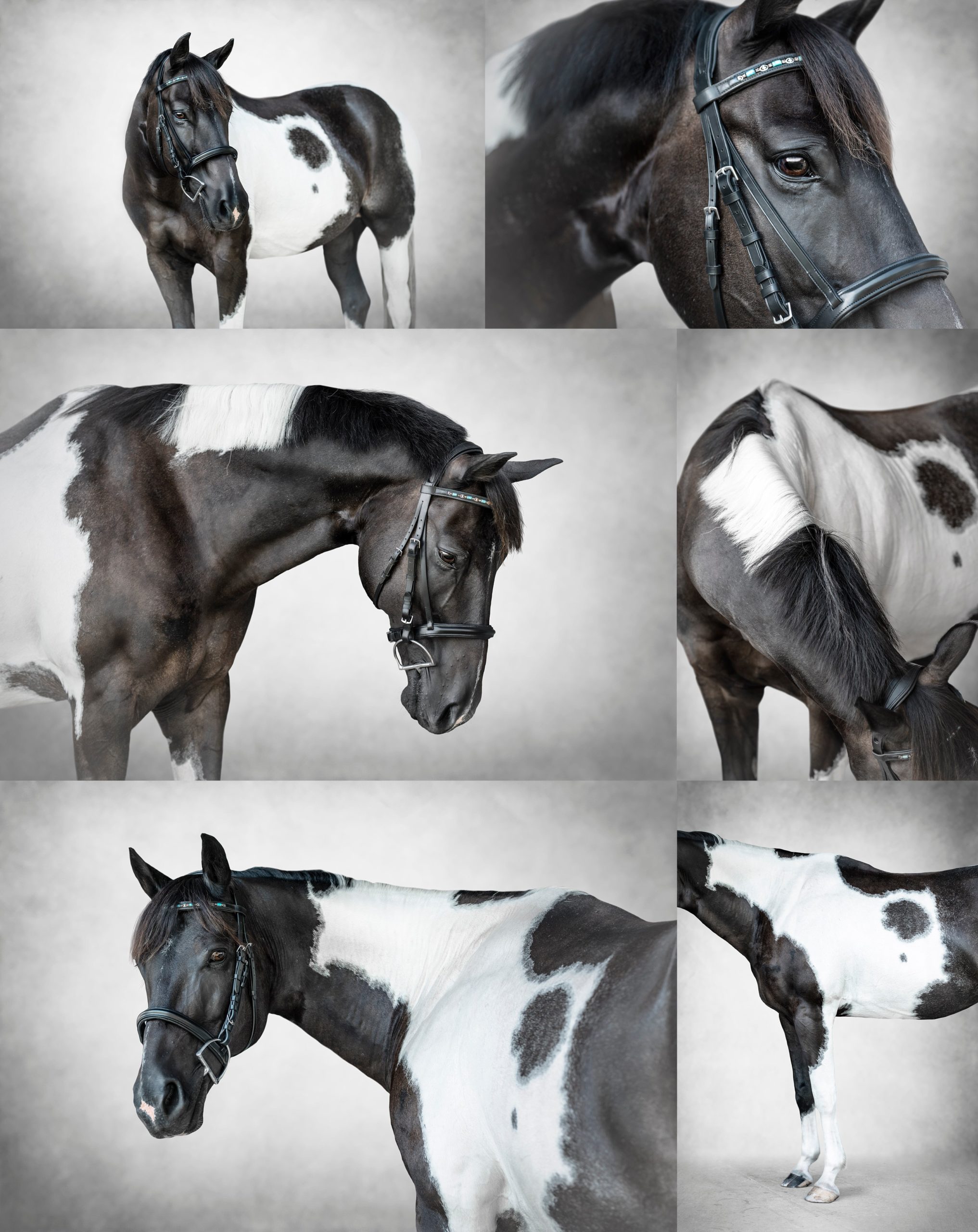 APHA black and white gelding portraits on grey background.