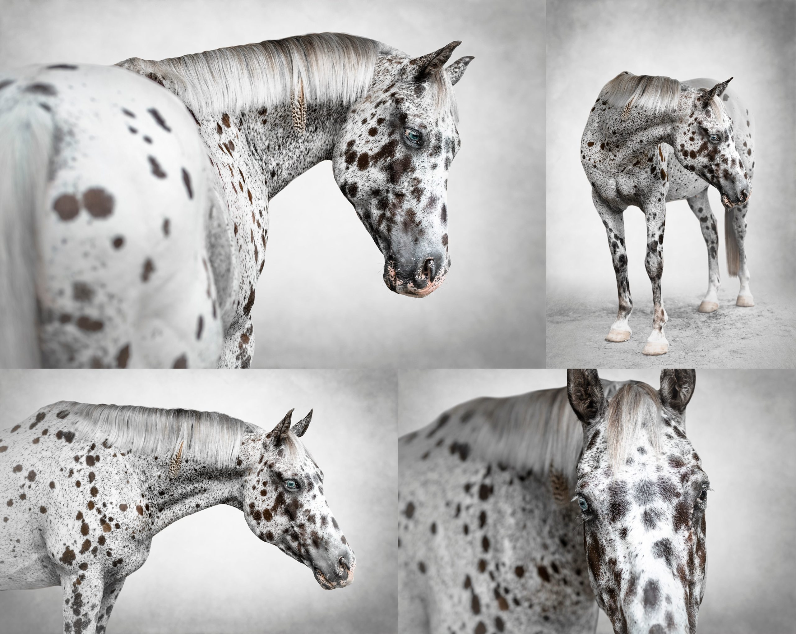 Fine art photos of Appaloosa leopard horse.