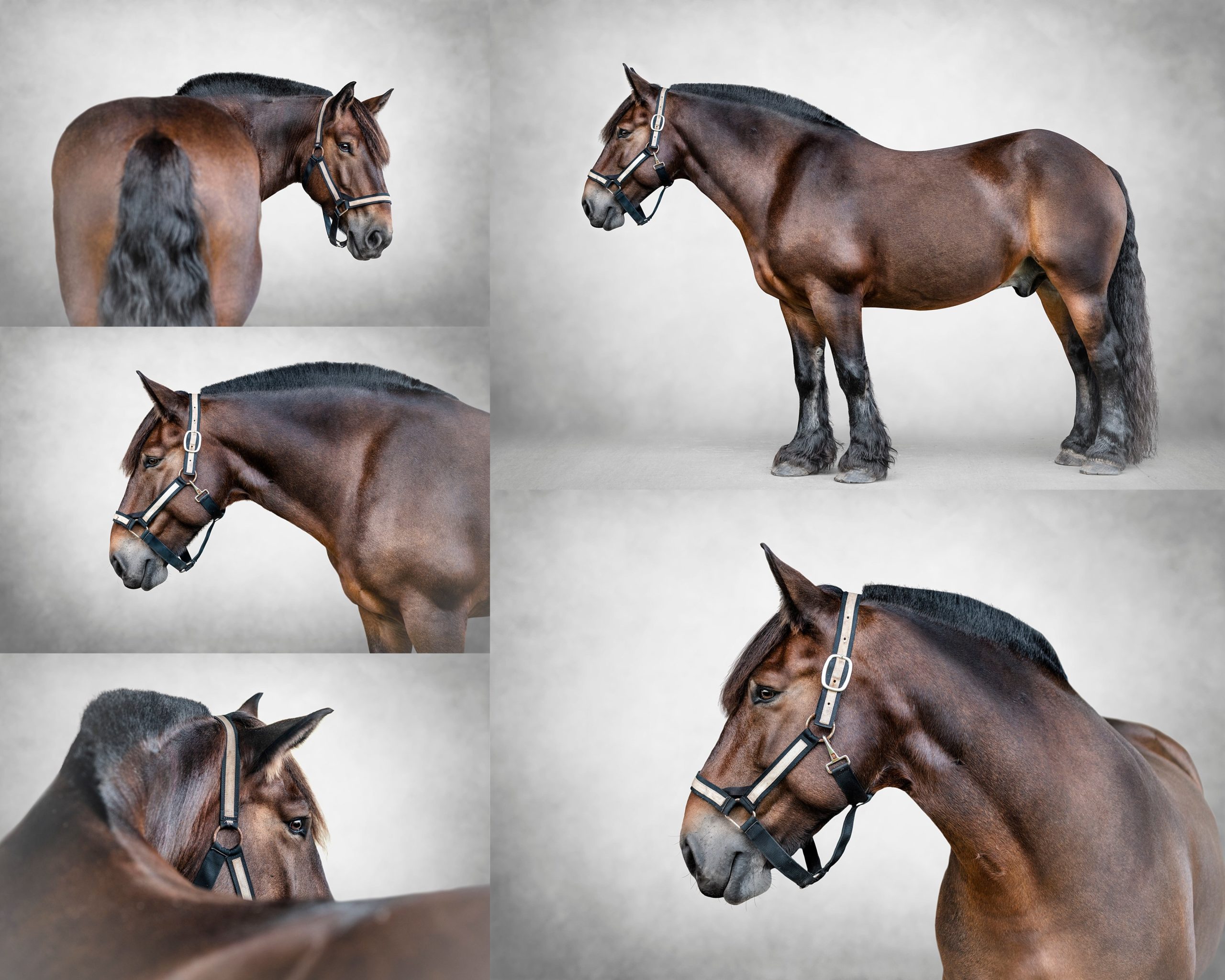 Draft horse pictures taken in North florida by professional equine photographer.