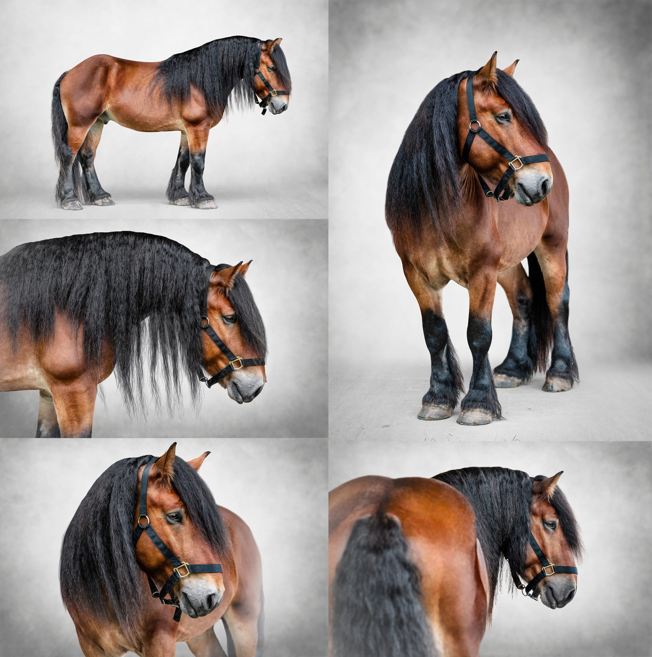 Draft horse with extremely long mane in fine art pictures.