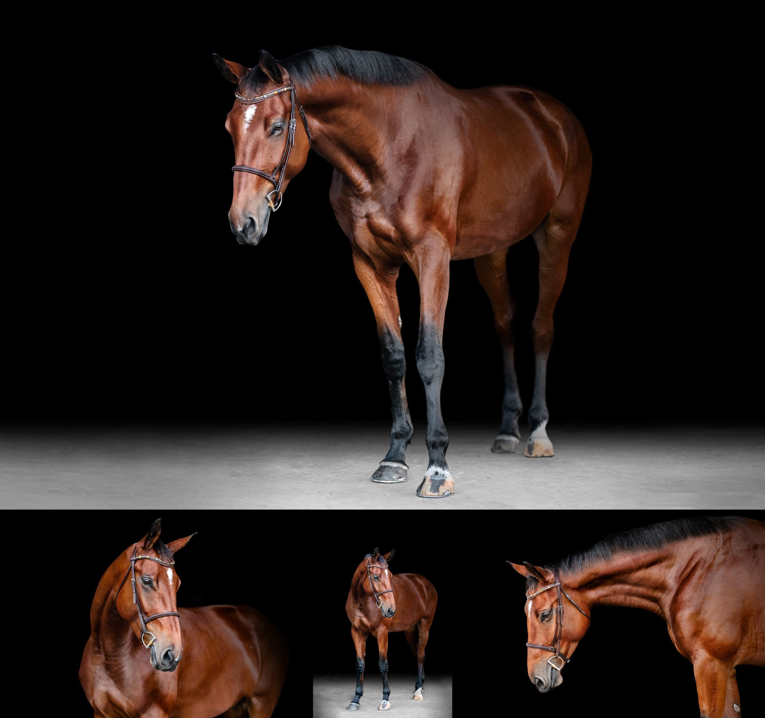 Fine art photos of Warmblood horse.
