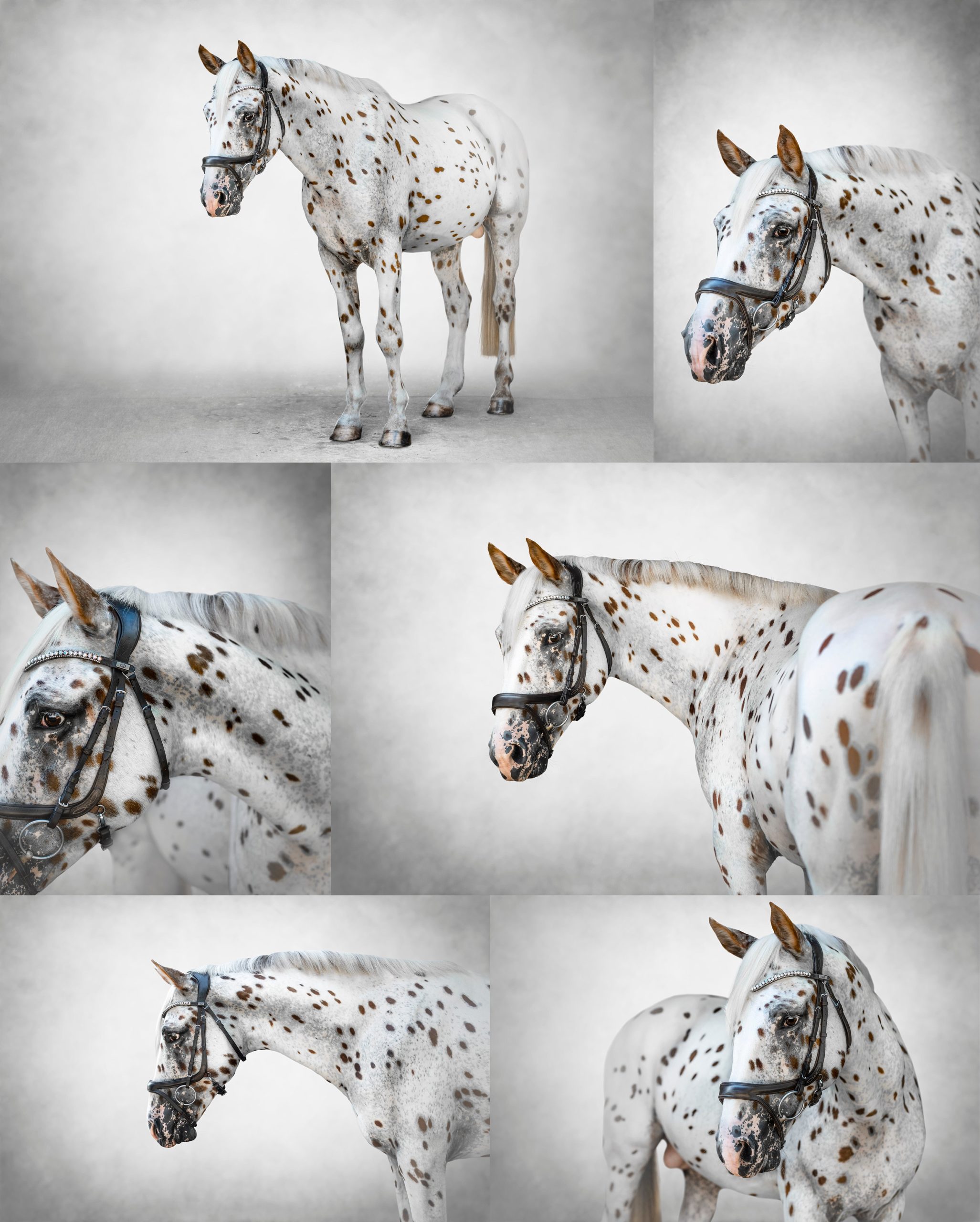 Fine art portraits of Knabstrupper Stallion.