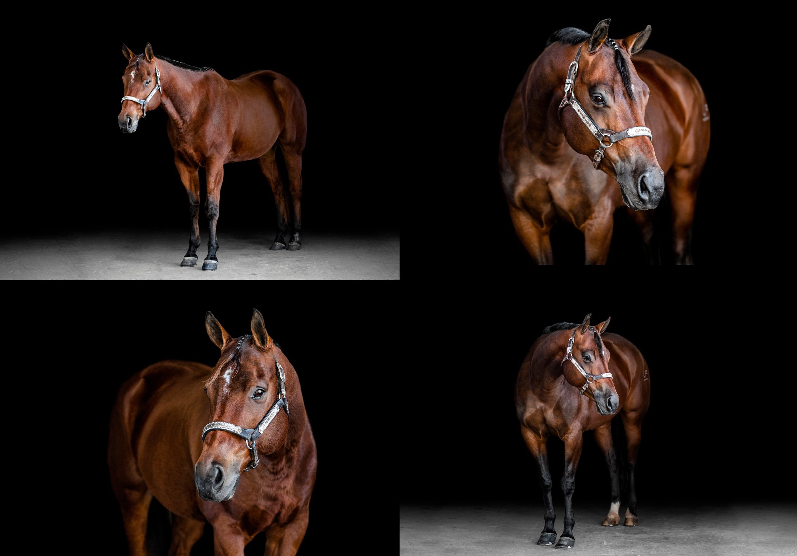 Western pleasure horses on a fine art black background photographed by Florida Equine Photographer.