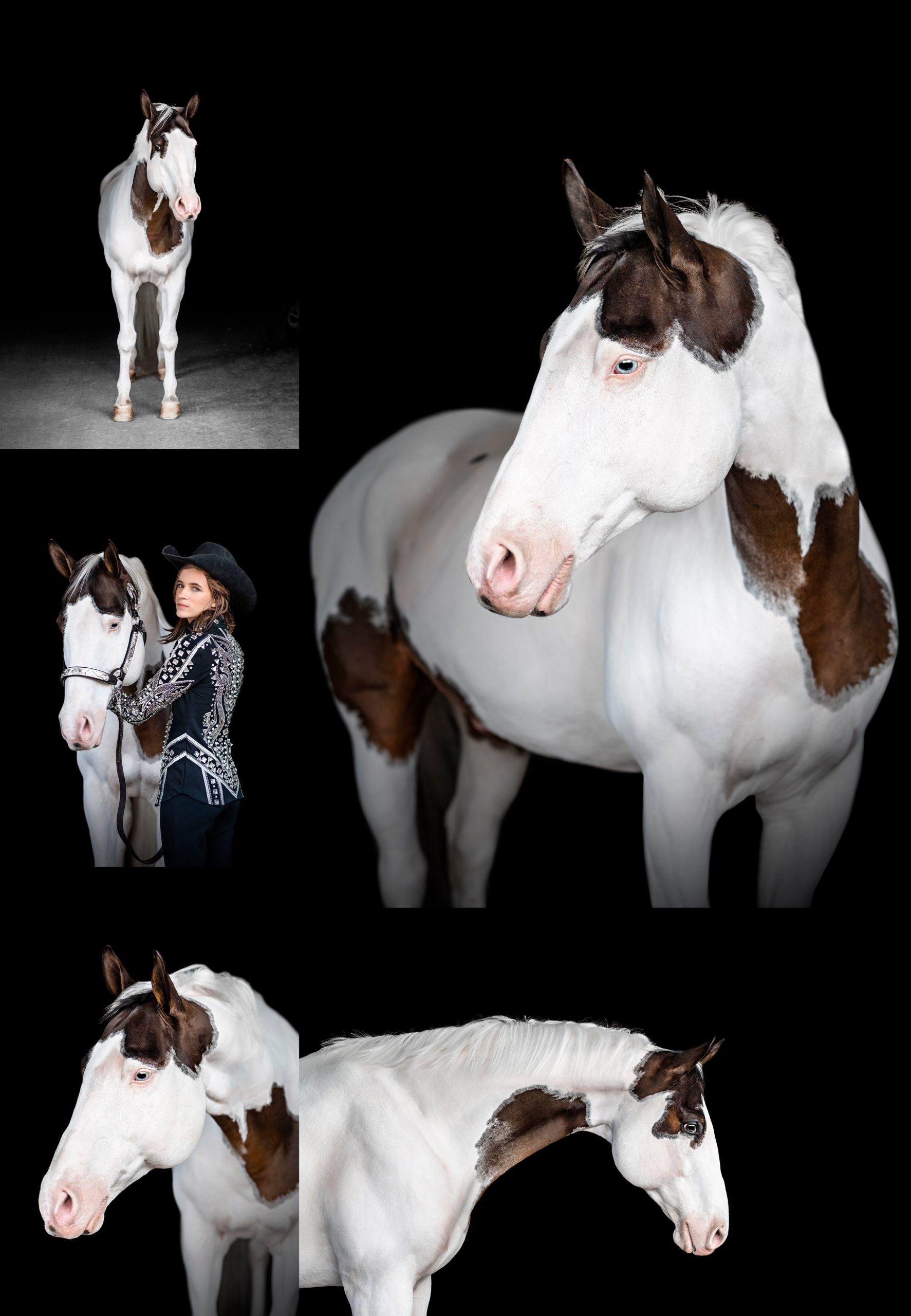 Fine art black background photographer takes pictures of American Paint Horse gelding in Jacksonville, FL.