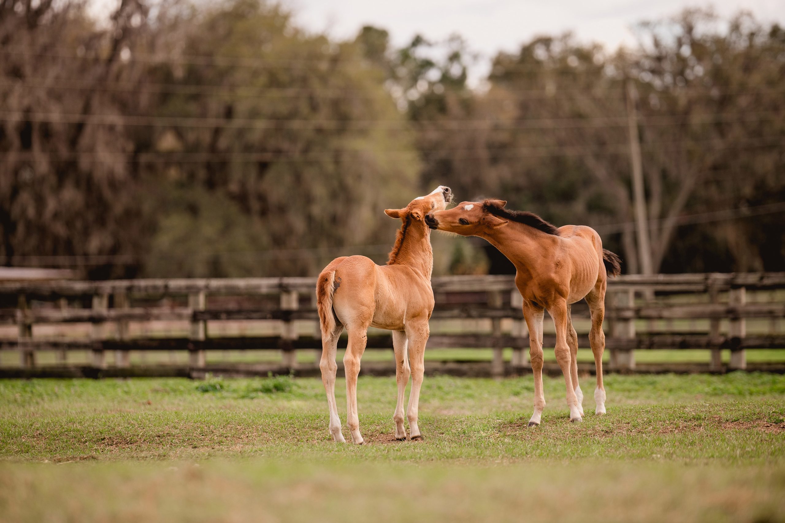 University of Florida equine breeding program in Ocala, FL.