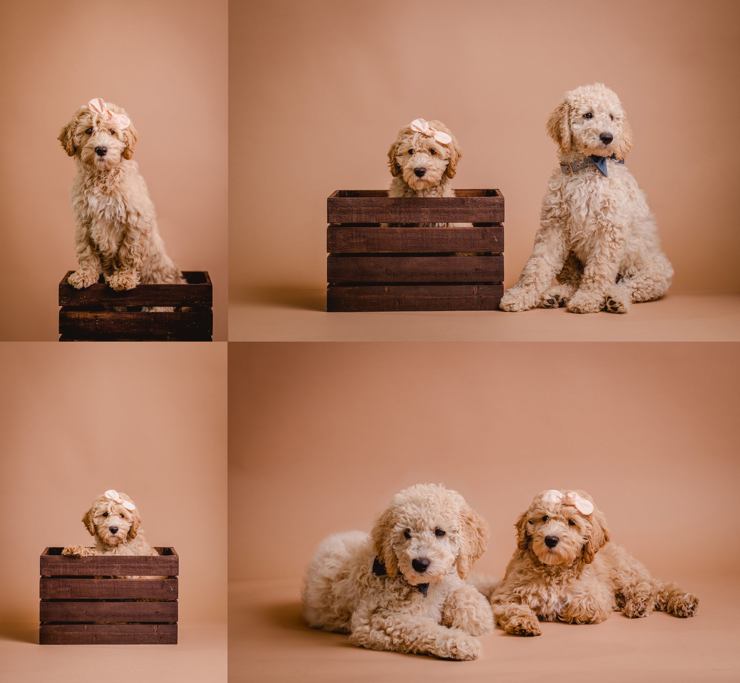 Goldendoodle puppy photos in photography studio on brown seamless backdrop.