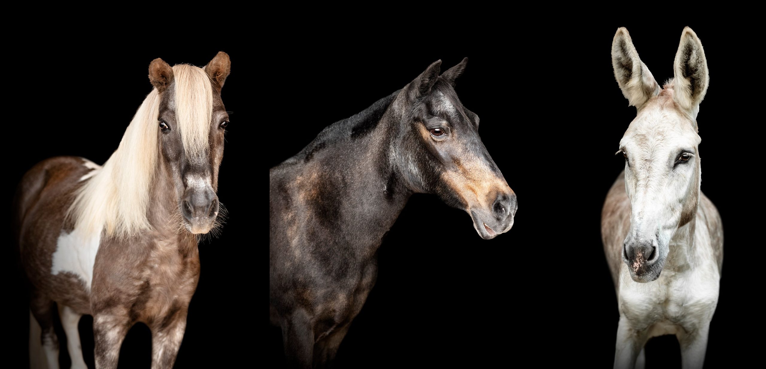 Black background photos of miniature ponies and donkey in Georgia.