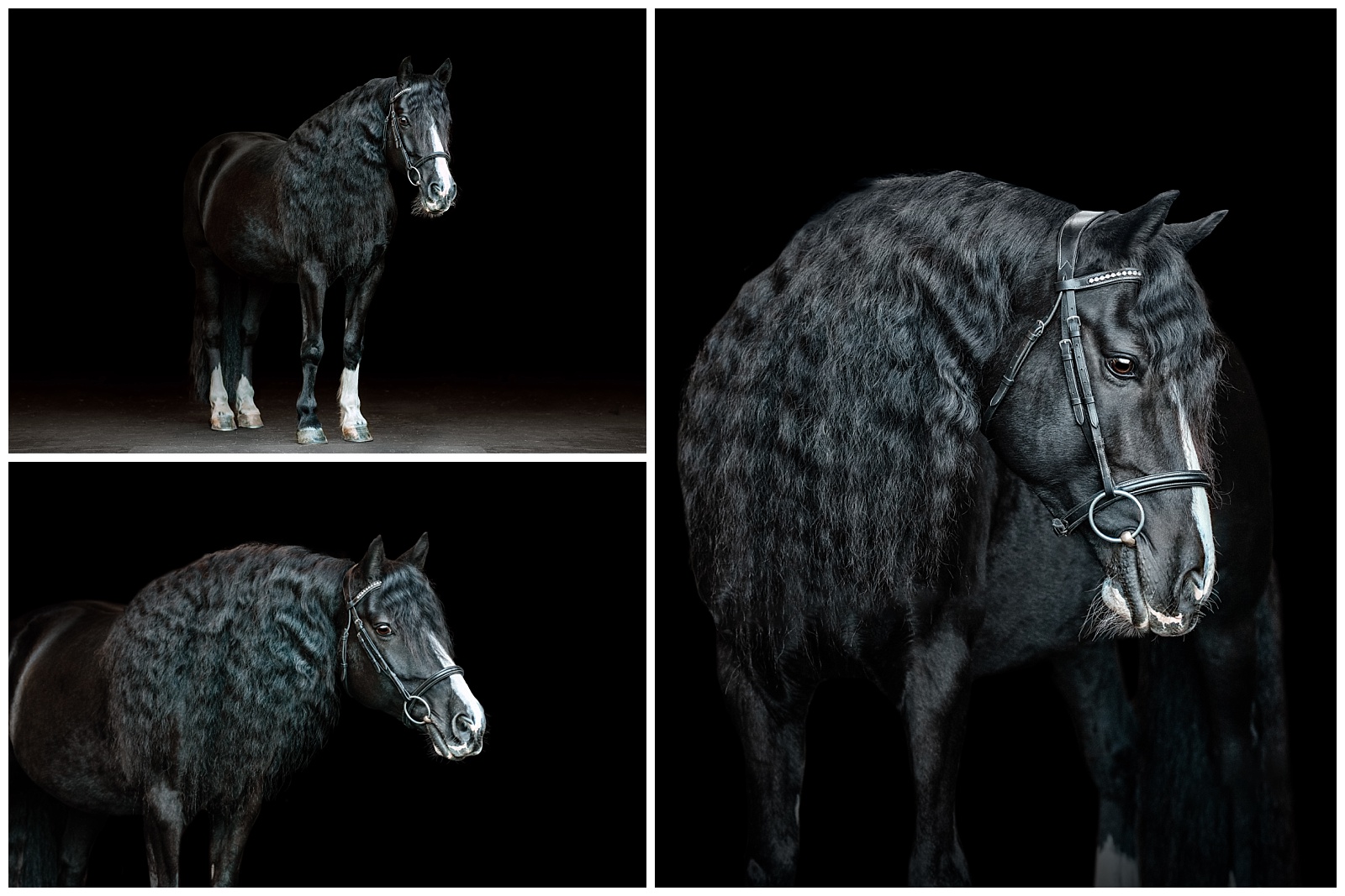 Black background fine art equine photography in Tallahassee, Florida.