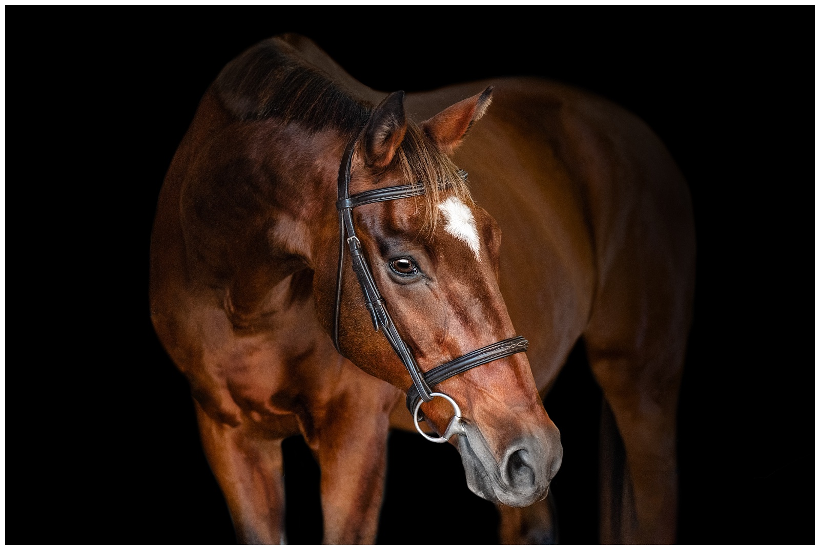 Fine art horse photographer near Tallahassee, FL. Black background photos of horses.
