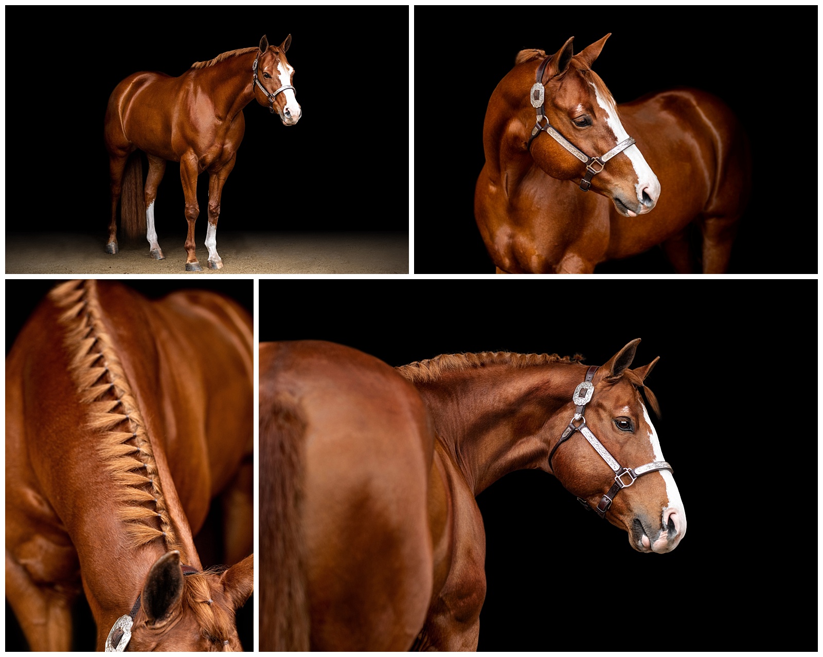 Fine art equine photos in Jacksonville, FL taken by professional equine photographer.