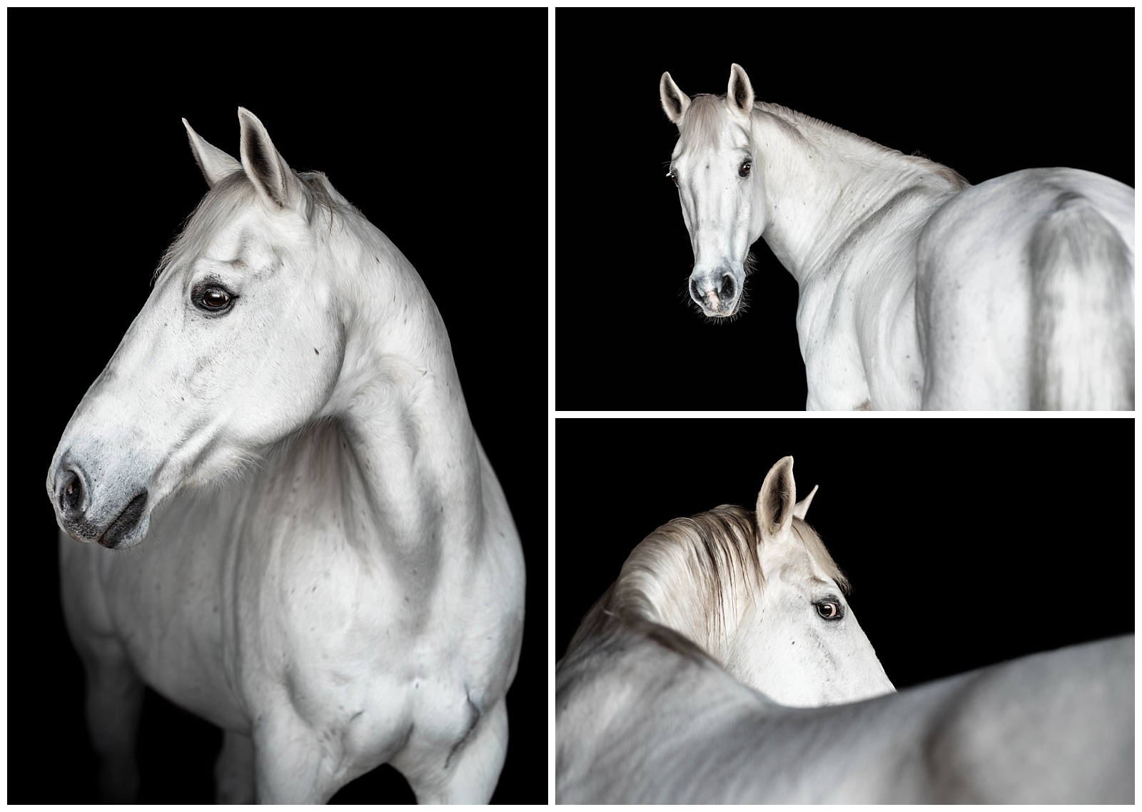 Grey horse on a black background taken by professional equine photographer in Florida.