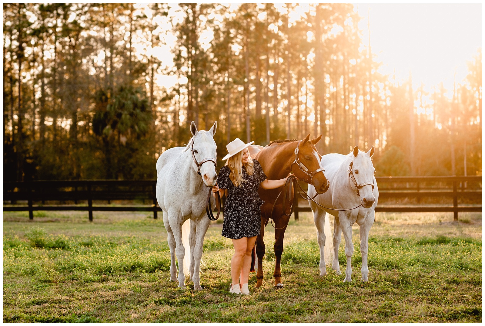 Tampa equestrian photoshoot with three western pleasure horses during golden hour.